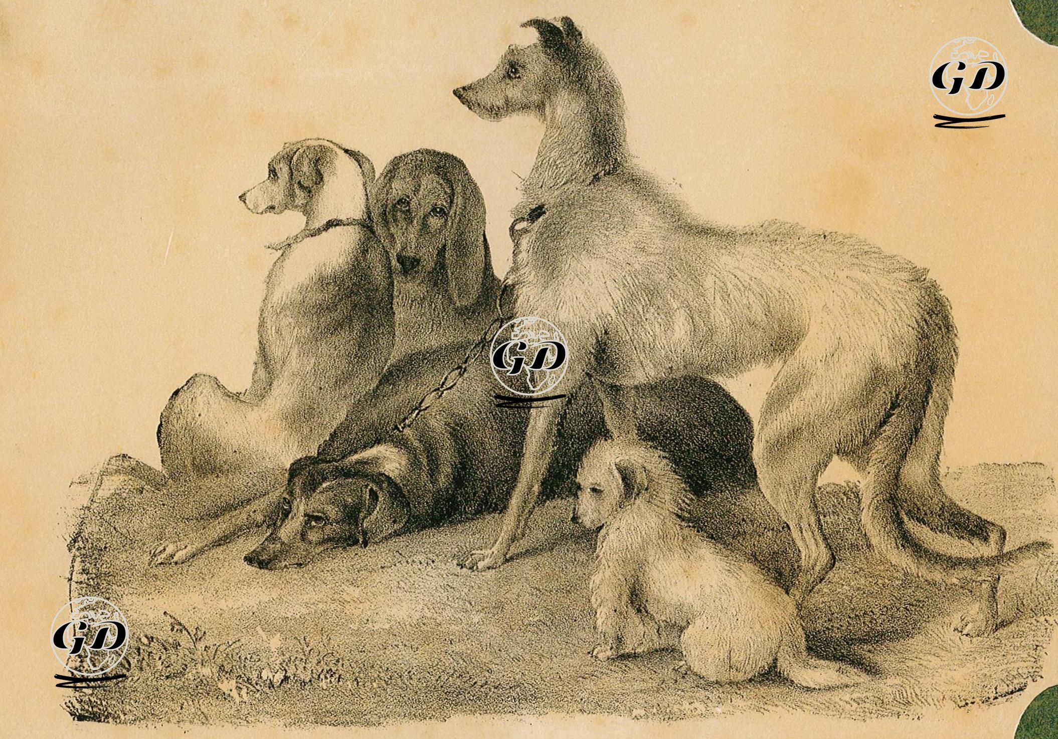 Bir Grup Köpek -  - 1890's