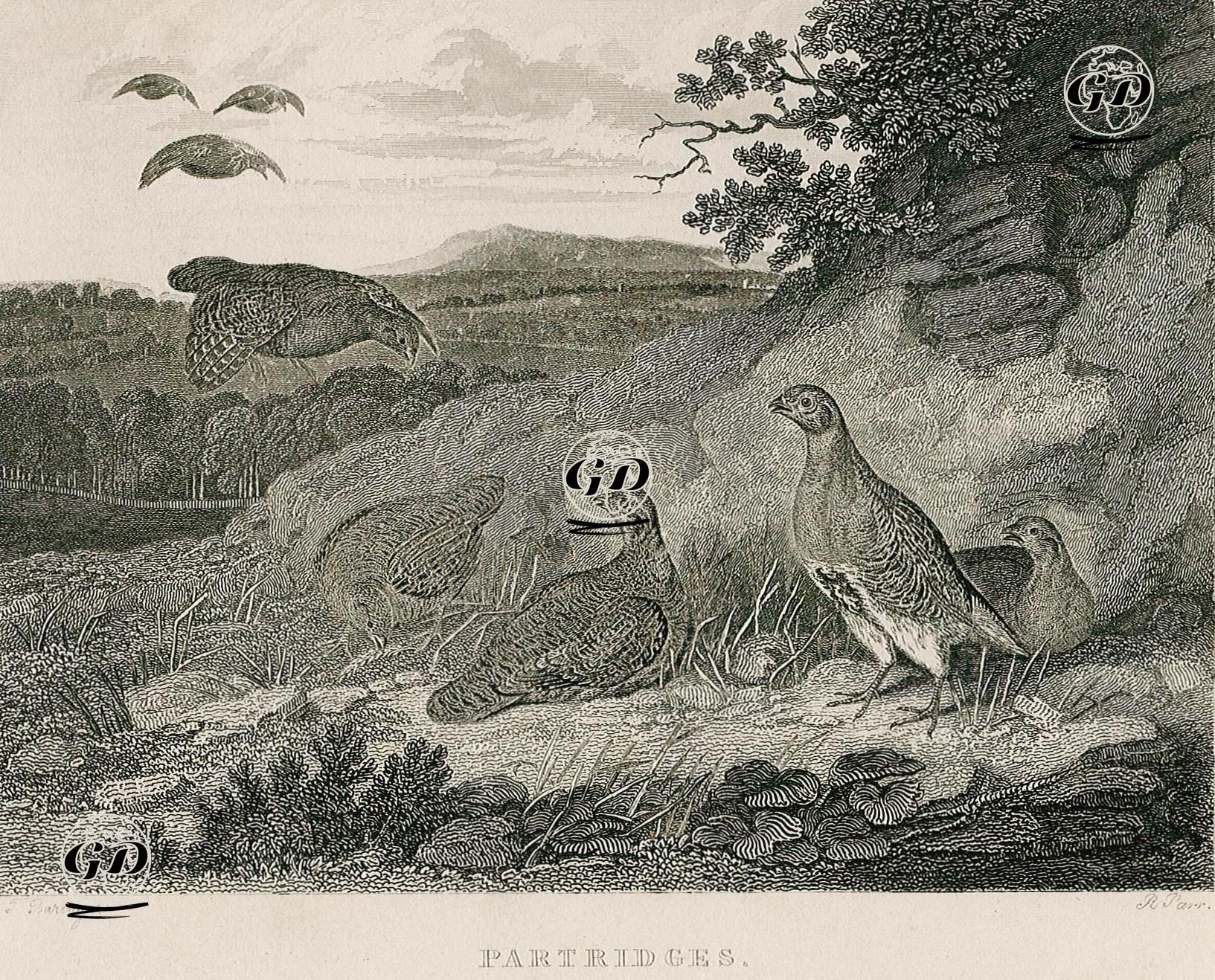Keklik - J. Poarenga - 1834