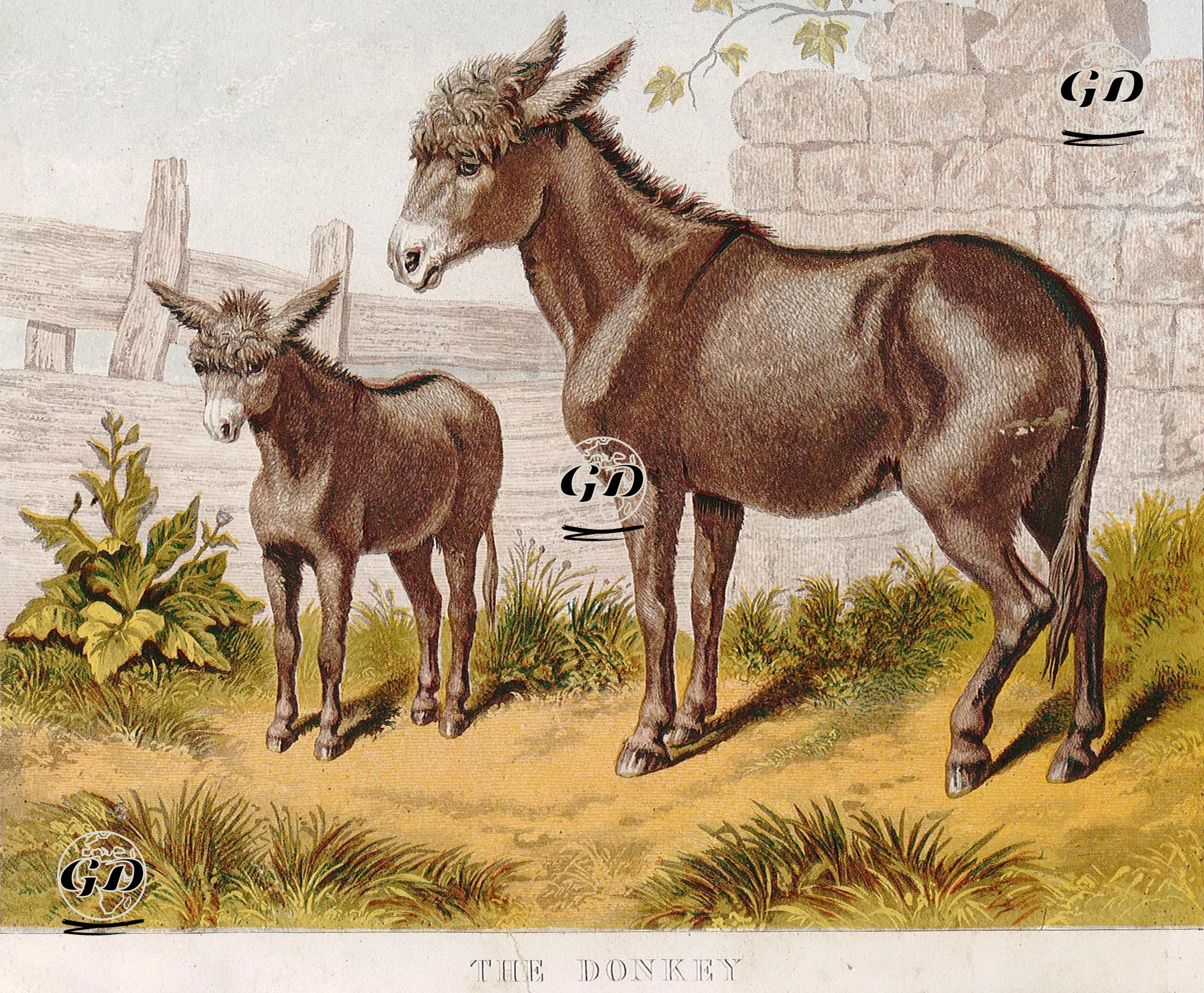 The Donkey -  - 1880's