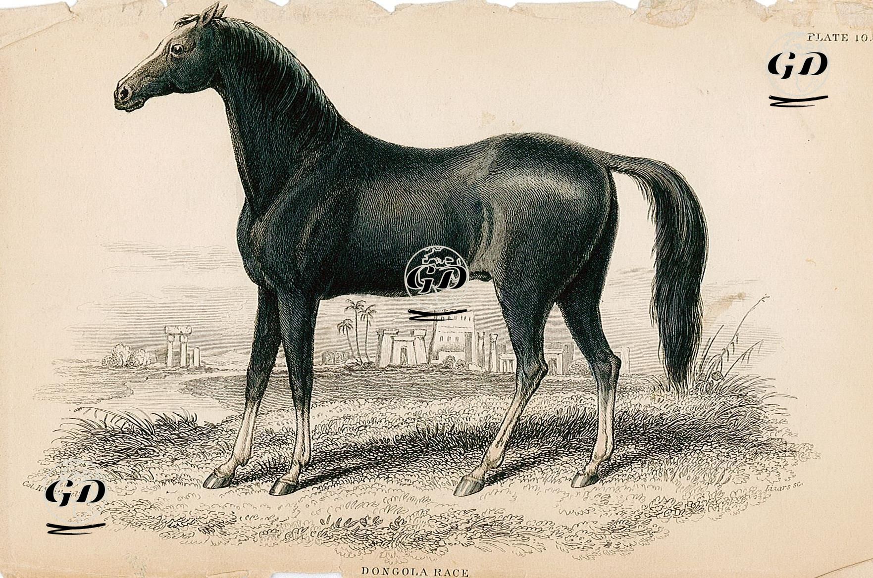 Dongola Yarışı - Charles Hamilton Smith (1776-1859) - 1830's
