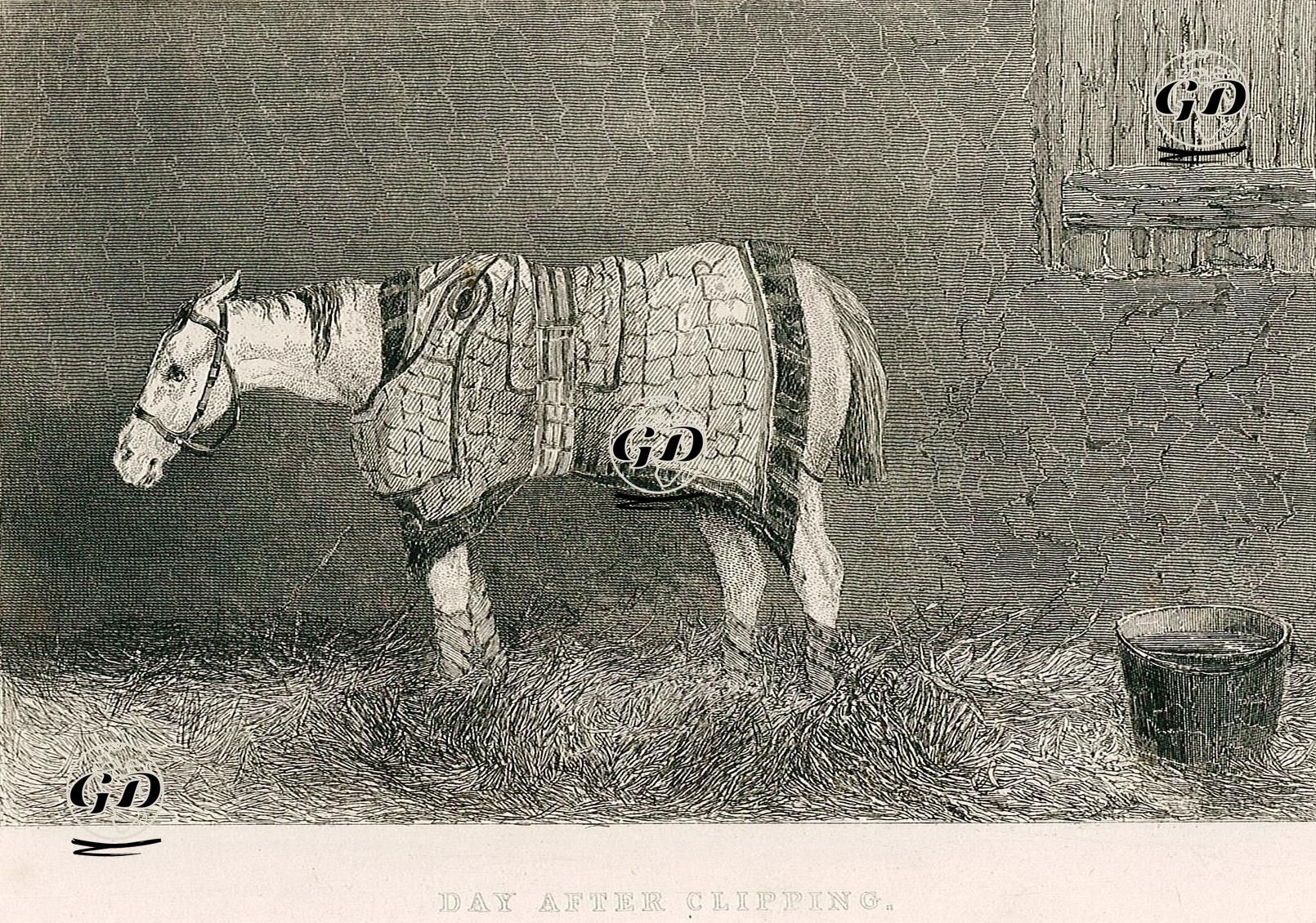 Kırpıldıktan Sonra Gün -  - 1860's