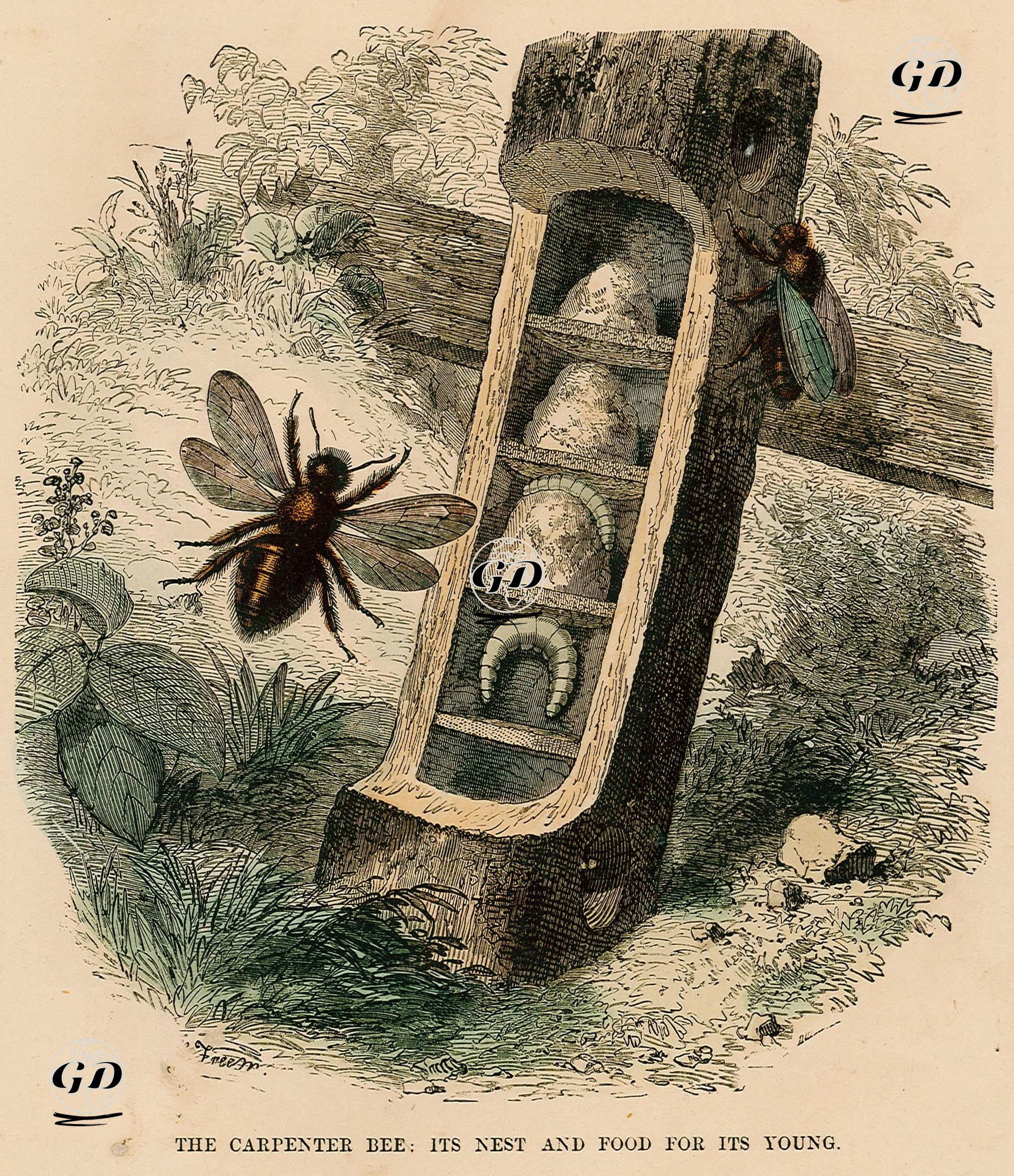 The Carpenter Bee, Its Nest And Food For Its Young -  - 1870's