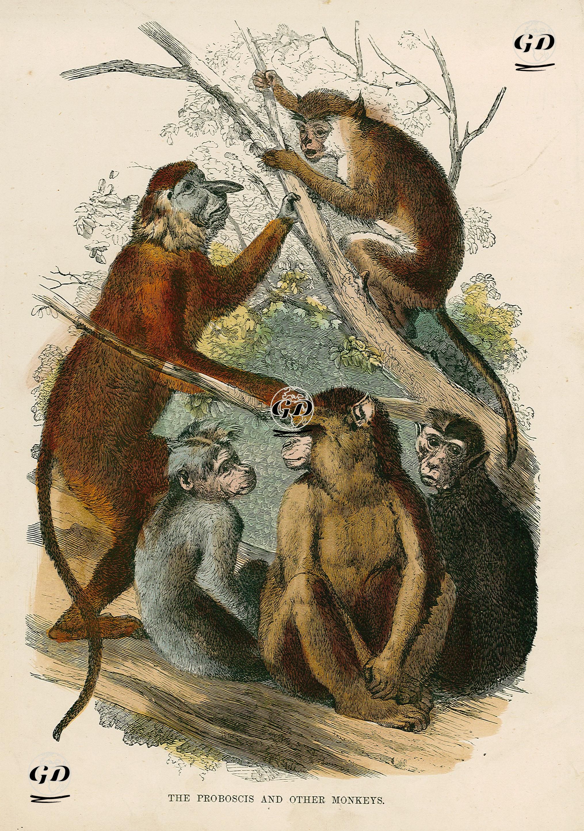 The Proboscis And Other Monkeys -  - 1870's