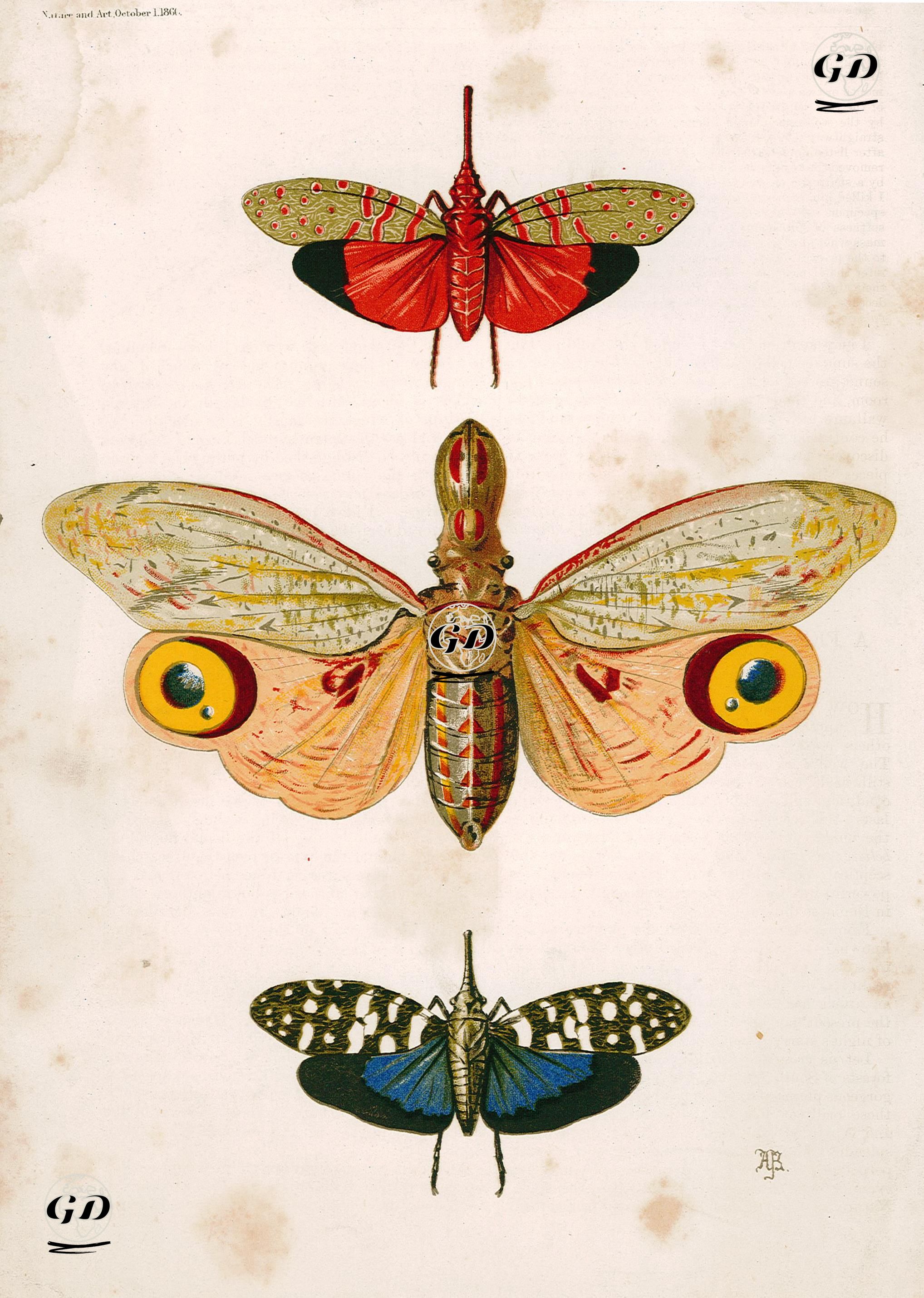 Butterflies - AB - 1860