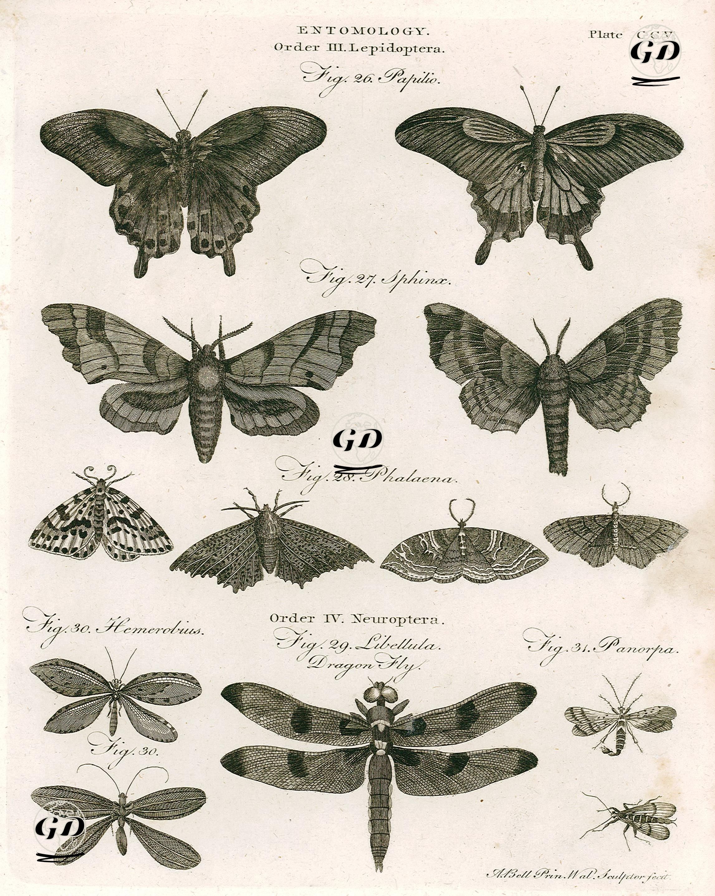 Böcek Bilimi-Pul Kanatlılar-26.Papilio 27.Sphinx 28.Güve-Dört Kanatlılar-29.Yusufçuk 30.Hemerobius  31.Panorpa - Andrew Bell (1726-1809) - 1797