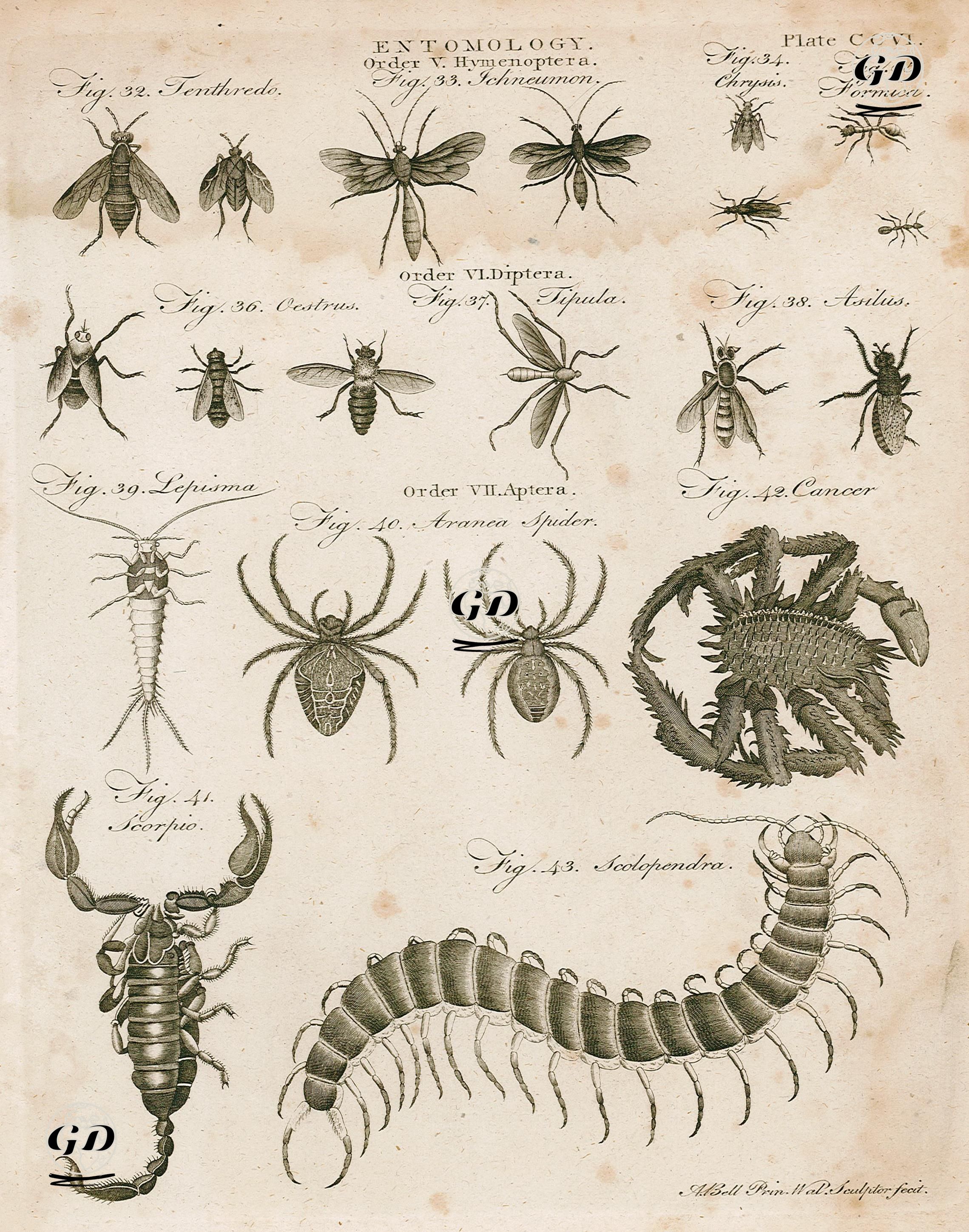 Entomology-Hymenoptera-32.Tenthredo 33.Ichneumon 34.Chrysis 35.Formica 36.Oestrus 37.Tipula 38.Asilus-Aptera-39.Lepisma 40.Aranea Spider
 41.Scorpio 42.Cancer 43.Scolopendra   - Andrew Bell (1726-1809) - 1797