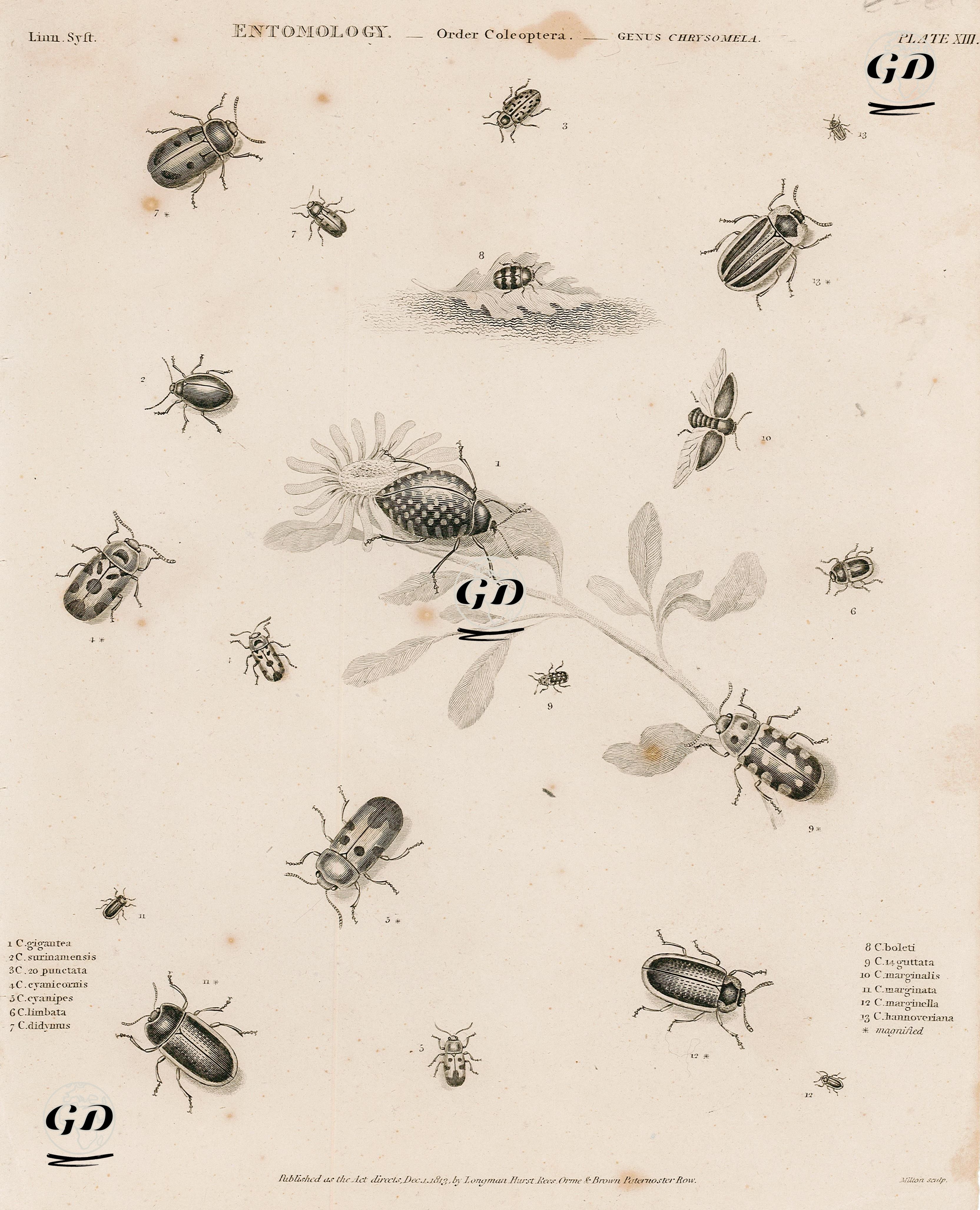 Böcek Bilimi-Kınkanatlılar-1.C.Gigantea 2..Surinamensis 3.C.Punctata 4.C.Cyanicornis 5.C.Cyanipes 6.C.Limbata 7.C.Didymus 8.C.Boleti 9.C.Guttata 10.C.Marginalis 11.C.Marginata 12.C.Marginella 13.C.Hannoveriana -  - 1813