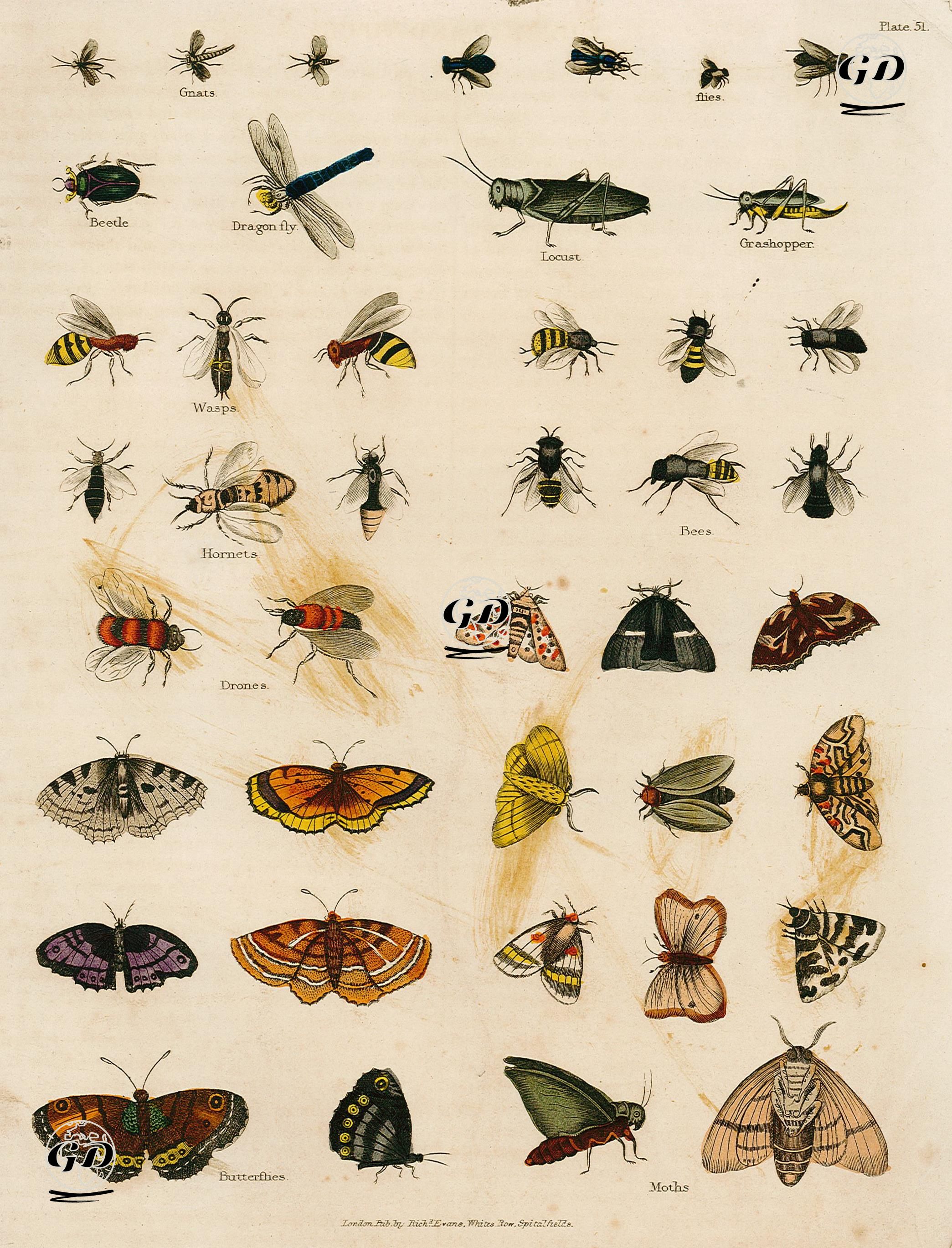 Gnats, Flies, Beetle, Dragon Fly, Locust, Grashopper, Wasps, Hornets, Bees, Drones, Butterflies, Moths - Georges Buffon (1707-1788) - 1827
