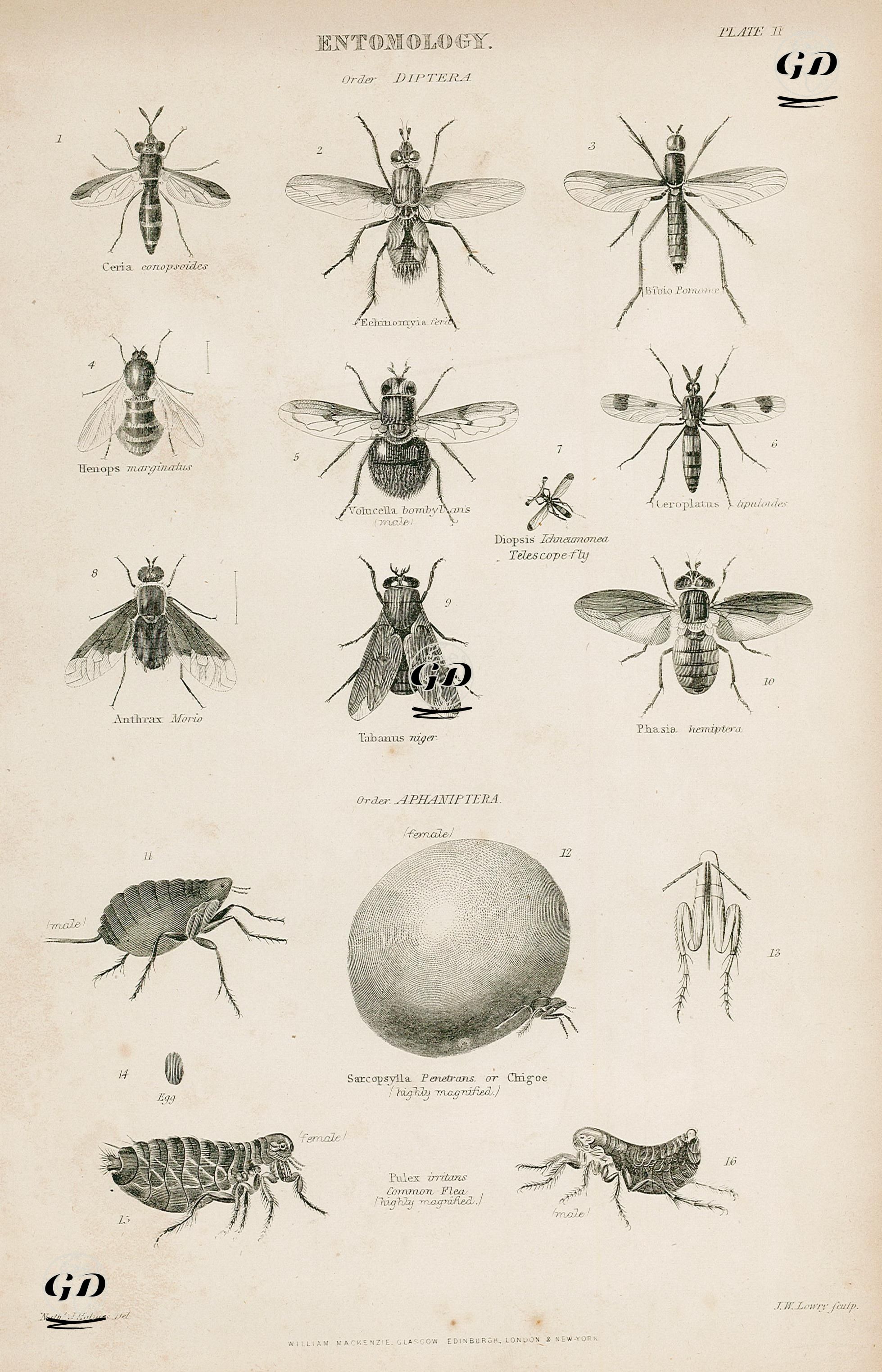 Böcek Bilimi-Çiftkanatlılar-Ceriana conopsoides, Echinomyia Ferd, Bibio Pomonae, Henops Marginatus, Volucella Bombylans(Erkek), Diopsis Ichneumonéa Telescope fly, Anthrax Morio, Tabanus Niger, Phasia Hemiptera, Sarcopsylla Penetrans or Chigoe, Pulex irritans Common Flea -  - 1850's