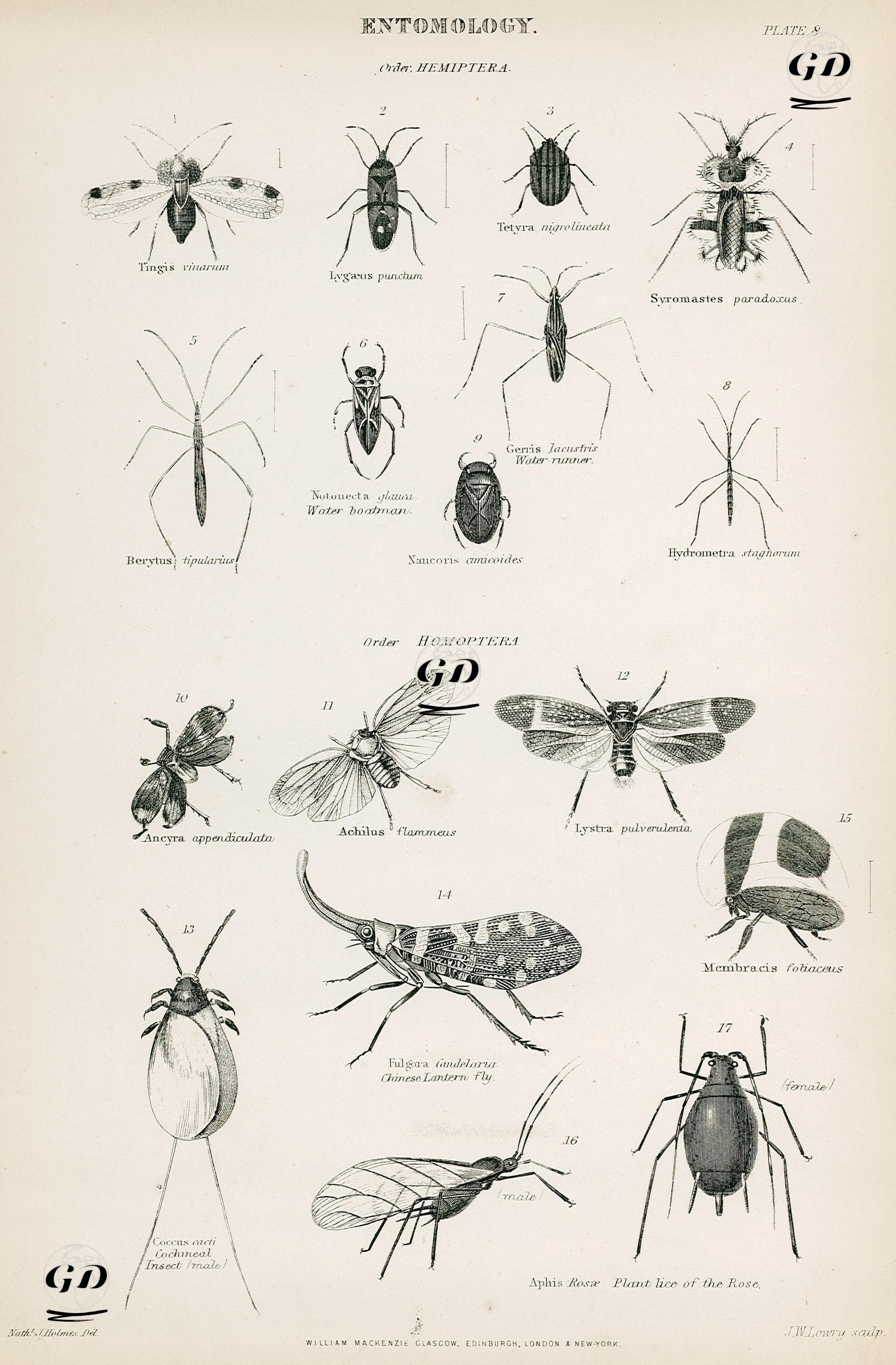 Böcek Bilimi-Yarımkanatlılar-Tingis Vinarum, Lygaeus Punctum, Tetyra Nigrolineata, Syromastes Paradoxus, Water Boatman, Water-runner, Hydrometra Stagnorum, Naucoris Cimicoides, Ancyra Appendiculata, Achilus Flammeus, Lystra Pulverulenta, Chinese Lantern fly, Membracis Foliaceus, Aphis Rosae, Plant Lice Of The Rose, Coccus Cacti Cochineal Insect(Erkek) - Nath. J. Holmes - 1850's