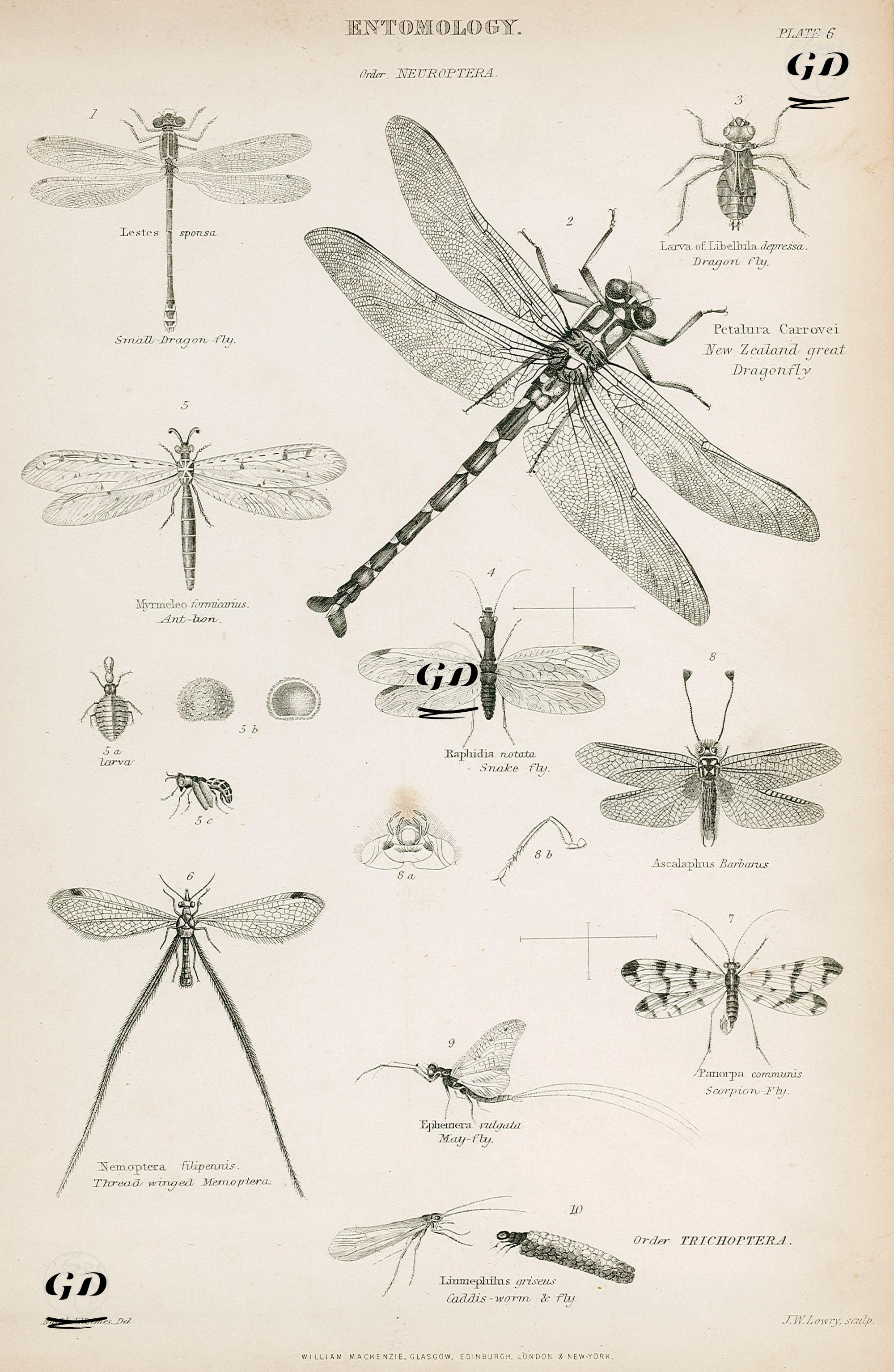 Entomology-Neuroptera-Small Dragon-fly, Great Dragon fly, Snake Fly, May-fly, Scropian Fly, Caddis Warm And Fly, Thread Winged Mernoptera, Ant Lion, Ascalaphus Barbarus - Nath. J. Holmes - 1850's