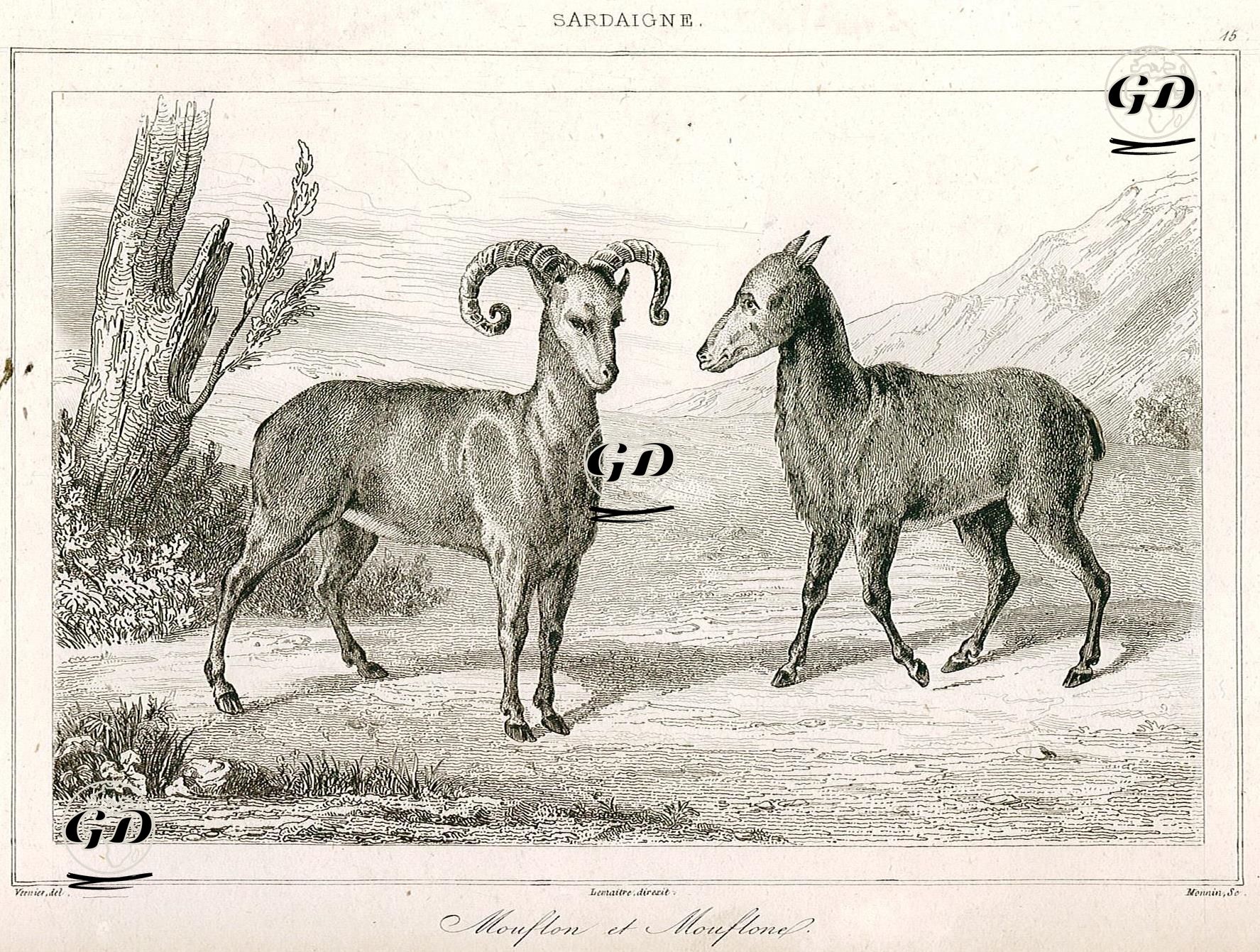Erkek Ve Dişi Muflon Koyunu-Sardinya - Vernier - 1847