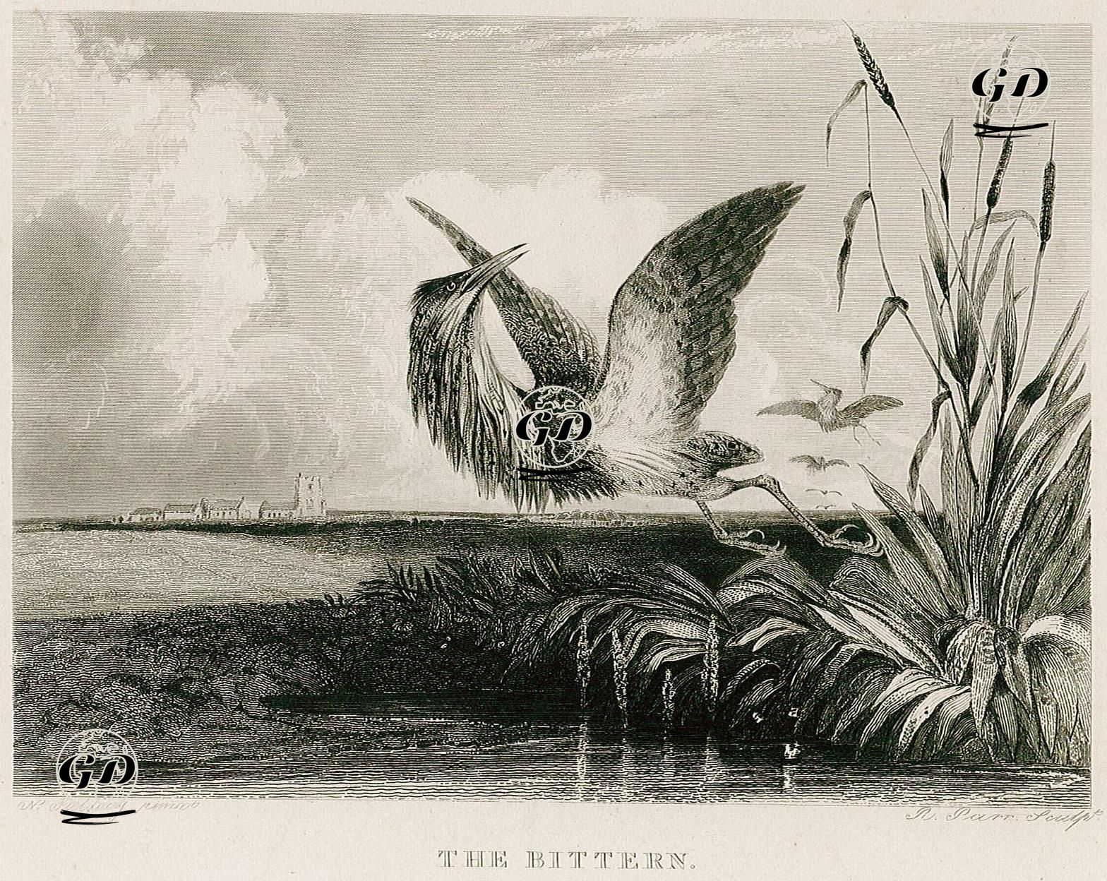 Bayağı Balaban - Newton Smith Fielding (1799-1856) - 1834