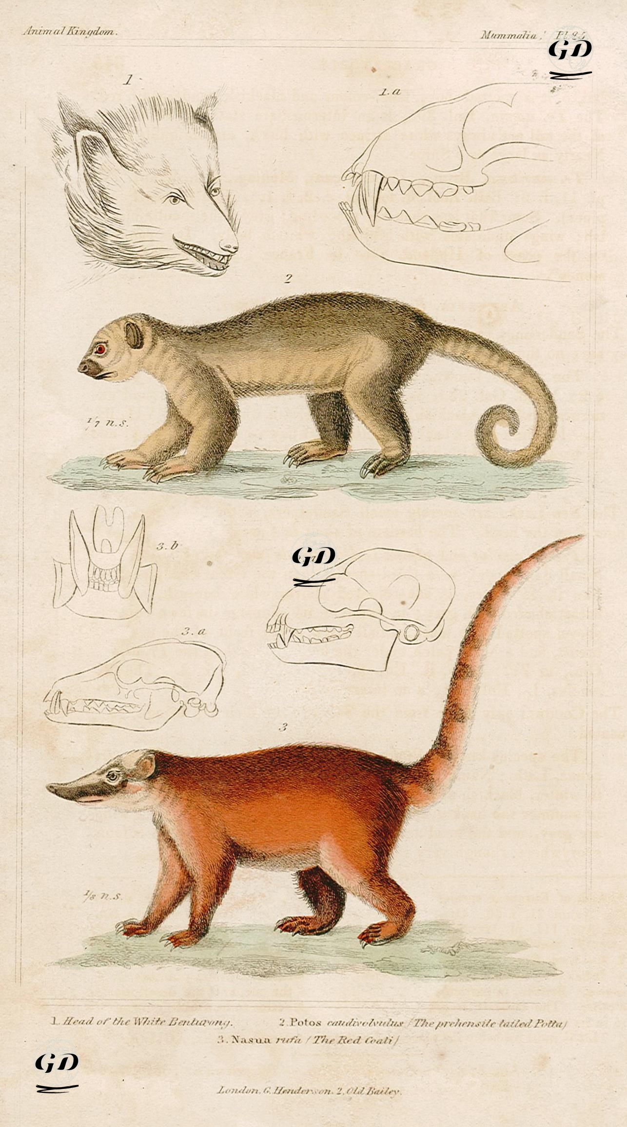 1.Beyaz Binturong Ve Kafası 2.Potos Caudivolvulus(Uzun Kuyruklu Maymun) 3.Kırmızı Koati -  - 1850's