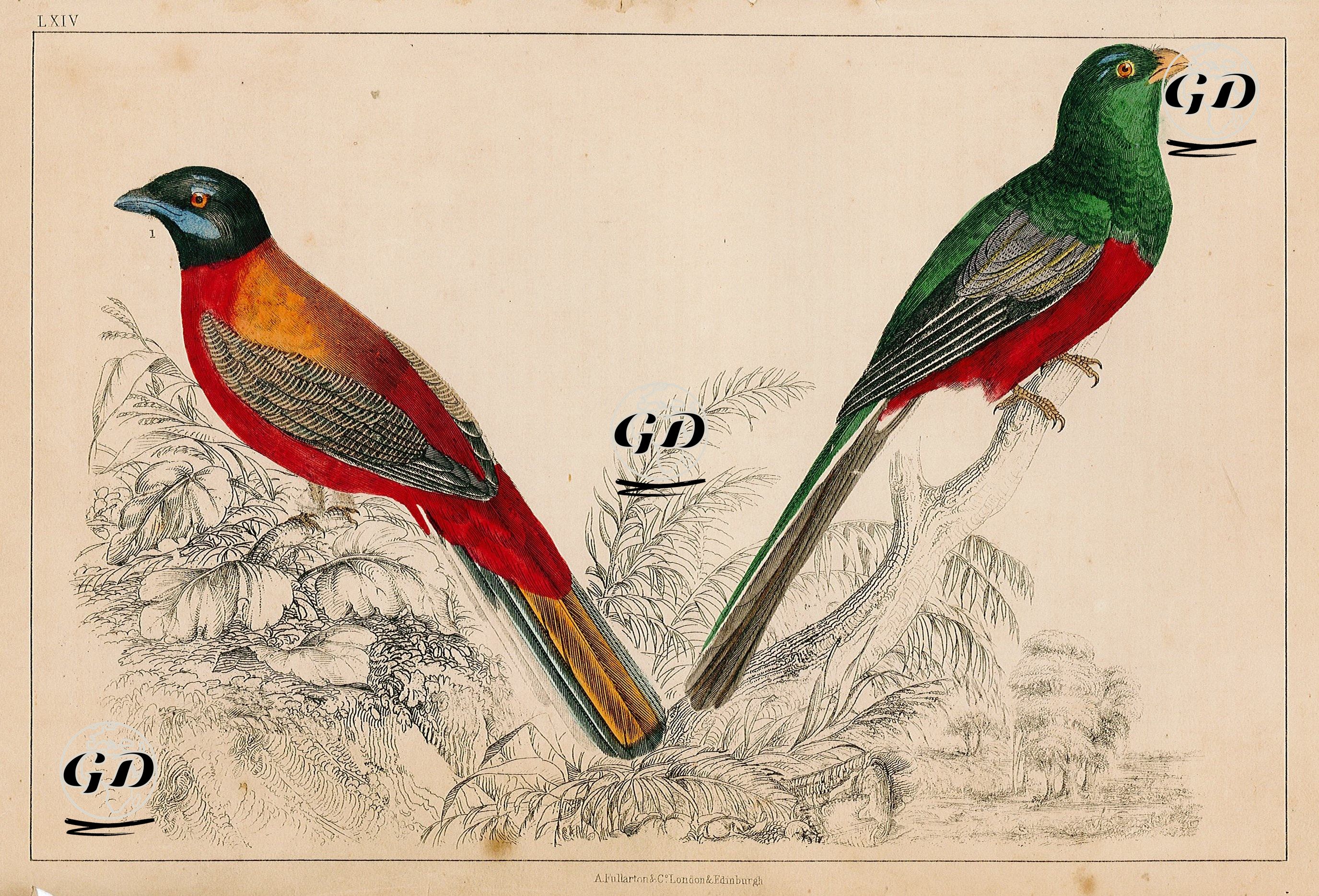 Birds -  - 1858