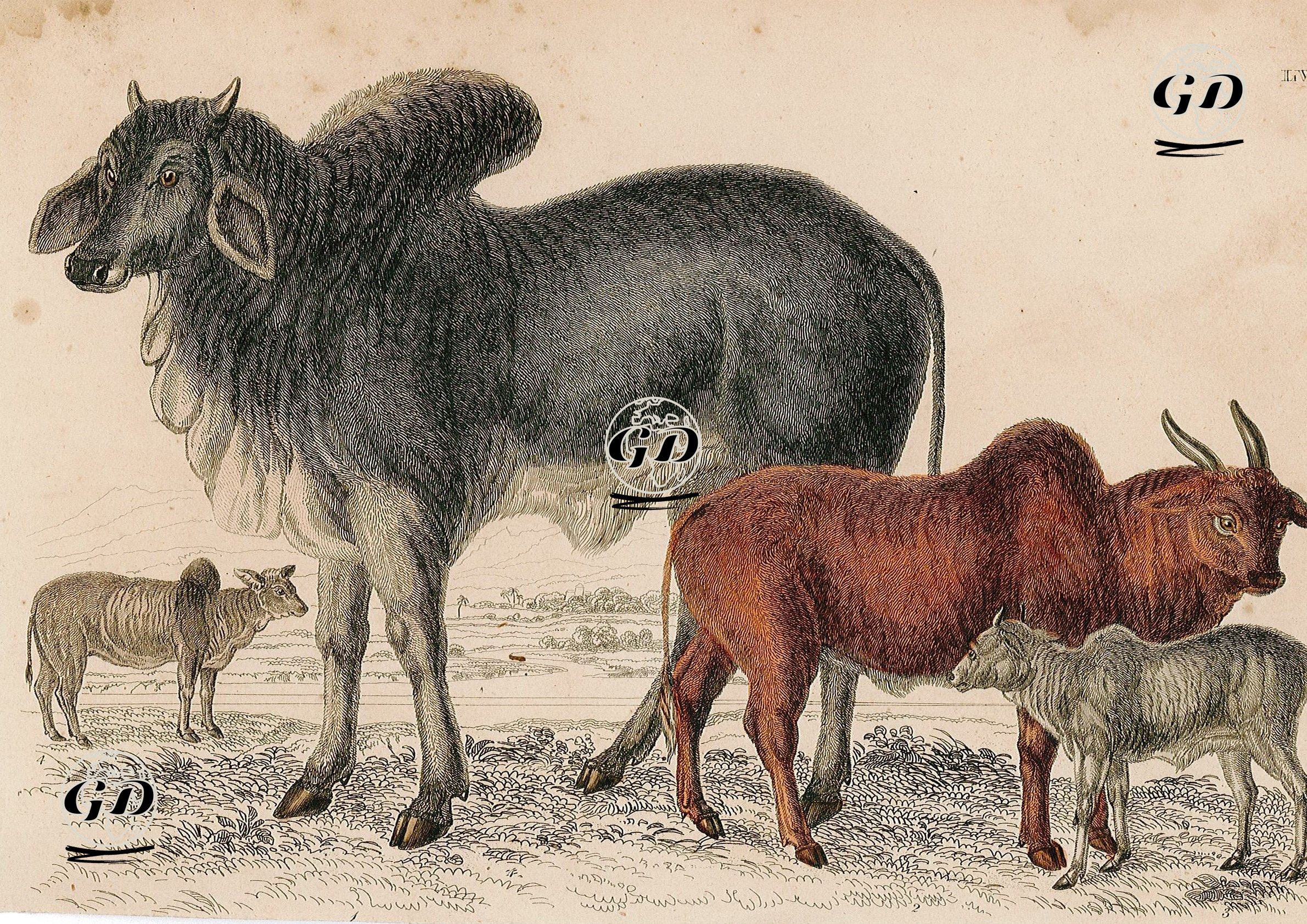 Bulls -  - 1850's
