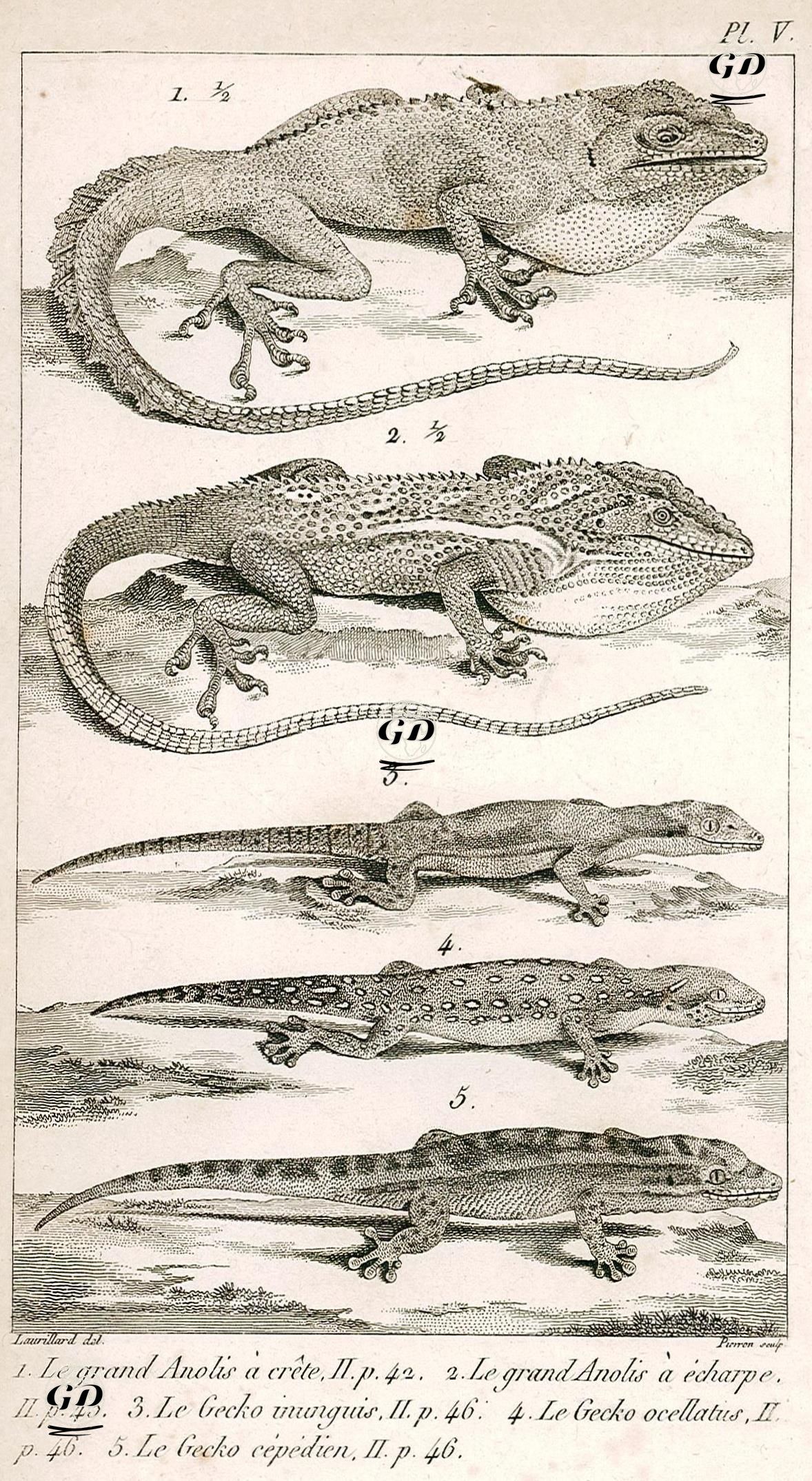 1.Büyük Girit Duvar Kertenkelesi 2.Büyük Anolis Echarpe Kertenkelesi 3.Ebenavia inunguis Kertenkelesi 4.Benekli Kertenkele 5.Cepedien Kertenkelesi - Charles Leopold Laurillard (1783-1853) - 1817
