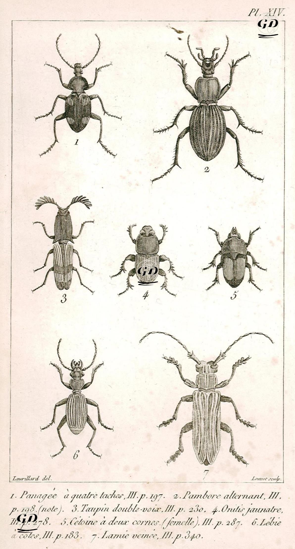 1.Panagee A Quatre Taches 2.Pambore Alternant 3.Taupin Double Voix 4.Onitis Jaunatre 5.Cetoine A Deux Cornes 6.Lebie A Cotes 7.Lamie Veinee - Charles Leopold Laurillard (1783-1853) - 1817