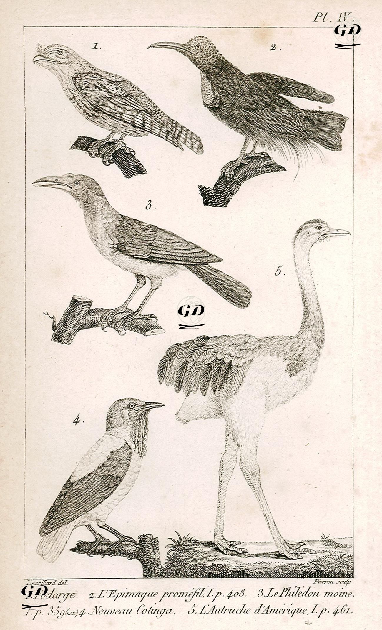 1.Podarge 2.L'Epimaque Promefil 3.Le Philedon Moine 4.Nouveau Cotinga 5.Deve Kuşu - Charles Leopold Laurillard (1783-1853) - 1817