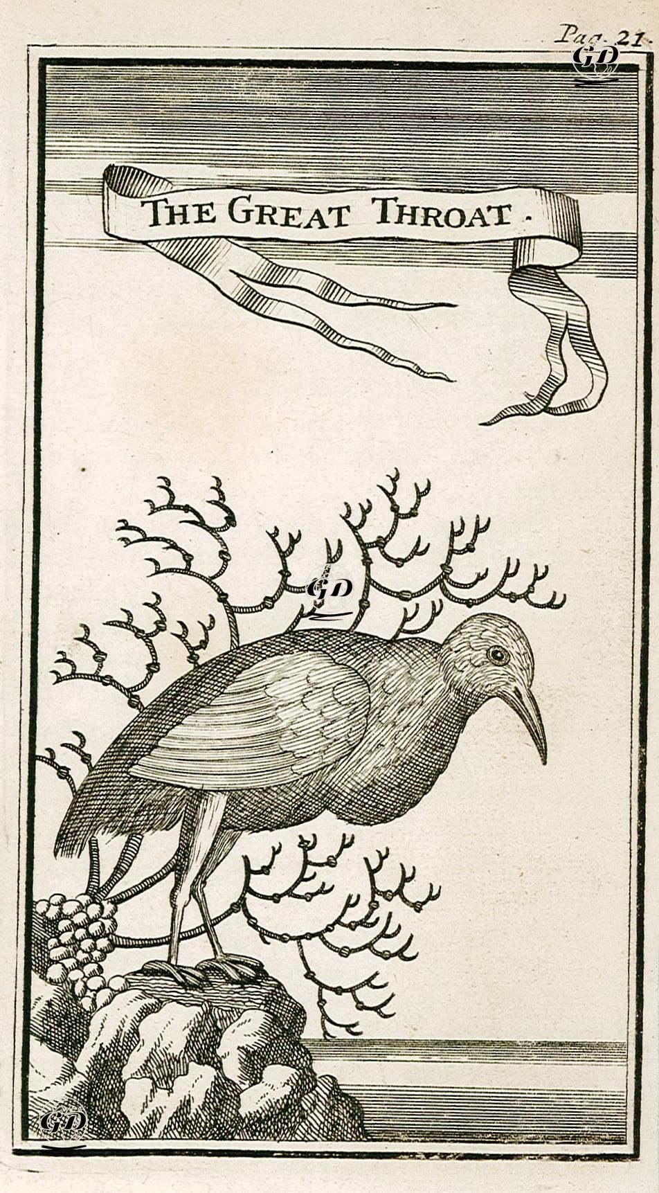 Büyük İbikli Kuş -  - 1790's