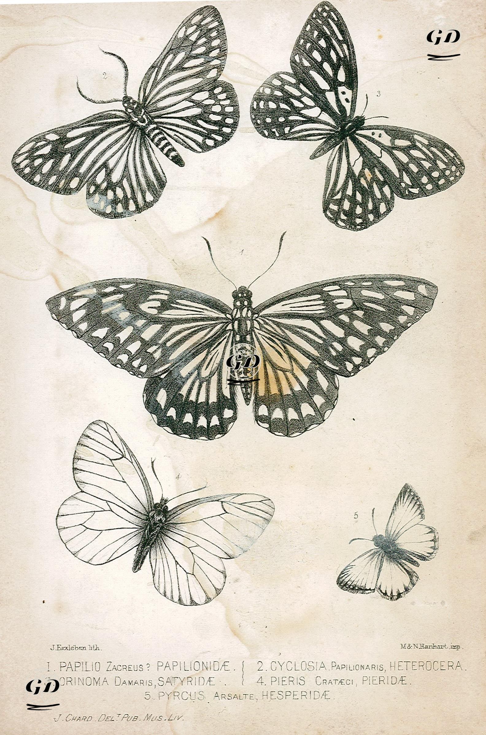 1.Kırlangıç Kuyruklu Kelebek 2.Cyclosia Papilionaris, Heterocera 3. Göz Kelebekleri 4.Lahana Kelebeği 5.Pyrcus Arsalte, Hesperida - J.Erxleben(Act.1830's-1840's) - 1830's-1840's