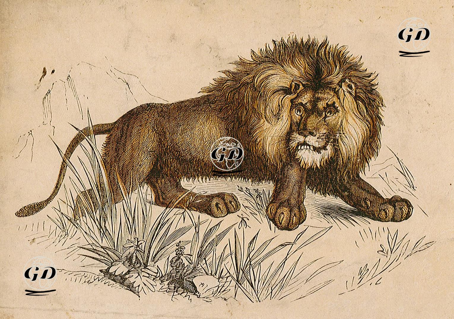 Aslan -  - 1850's