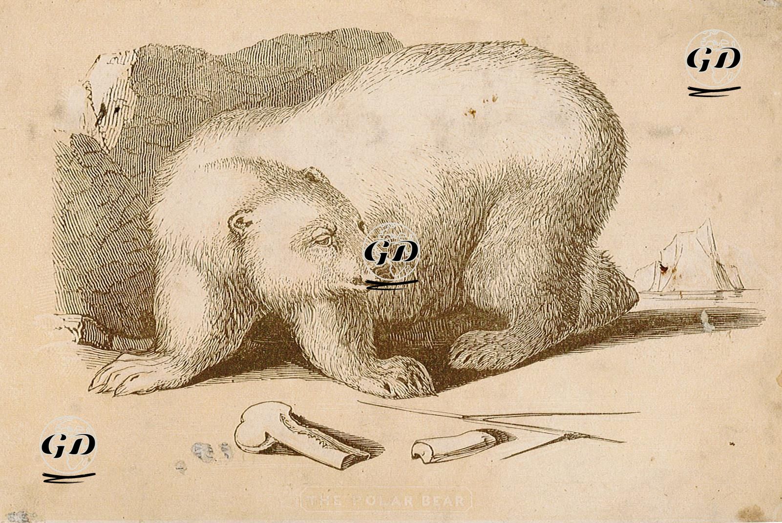 Ayı -  - 1850's
