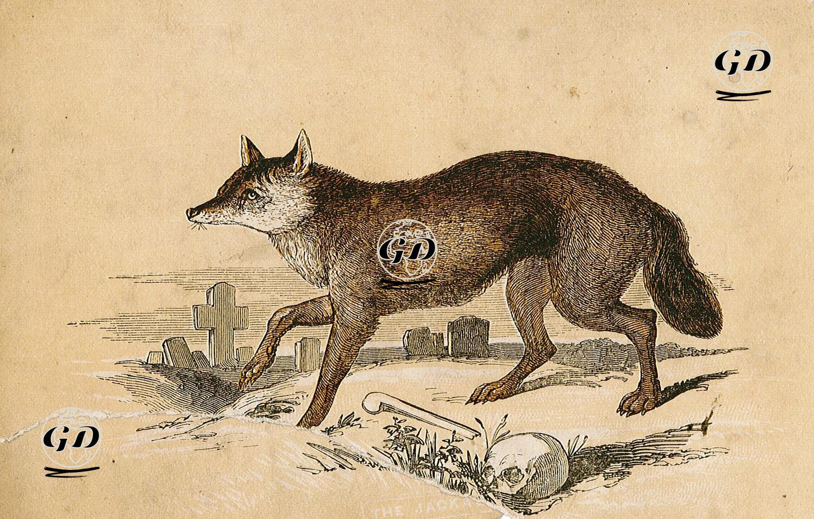 Tilki -  - 1850's