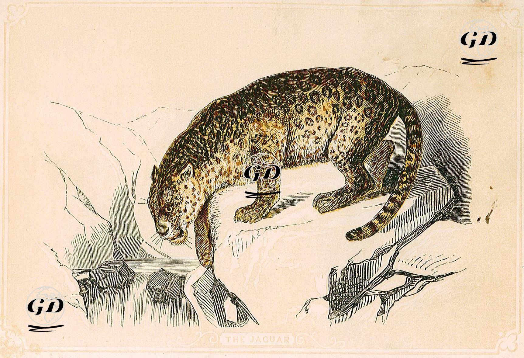 The Jaguar -  - 1850's