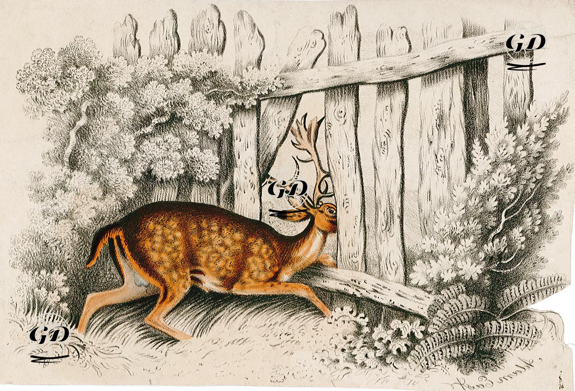 The Deer -  - 1850's