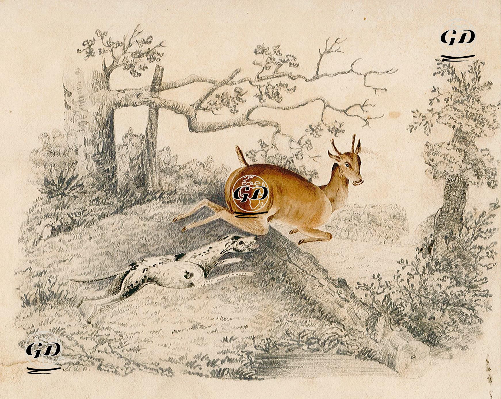 Geyik Ve Köpek -  - 1850's