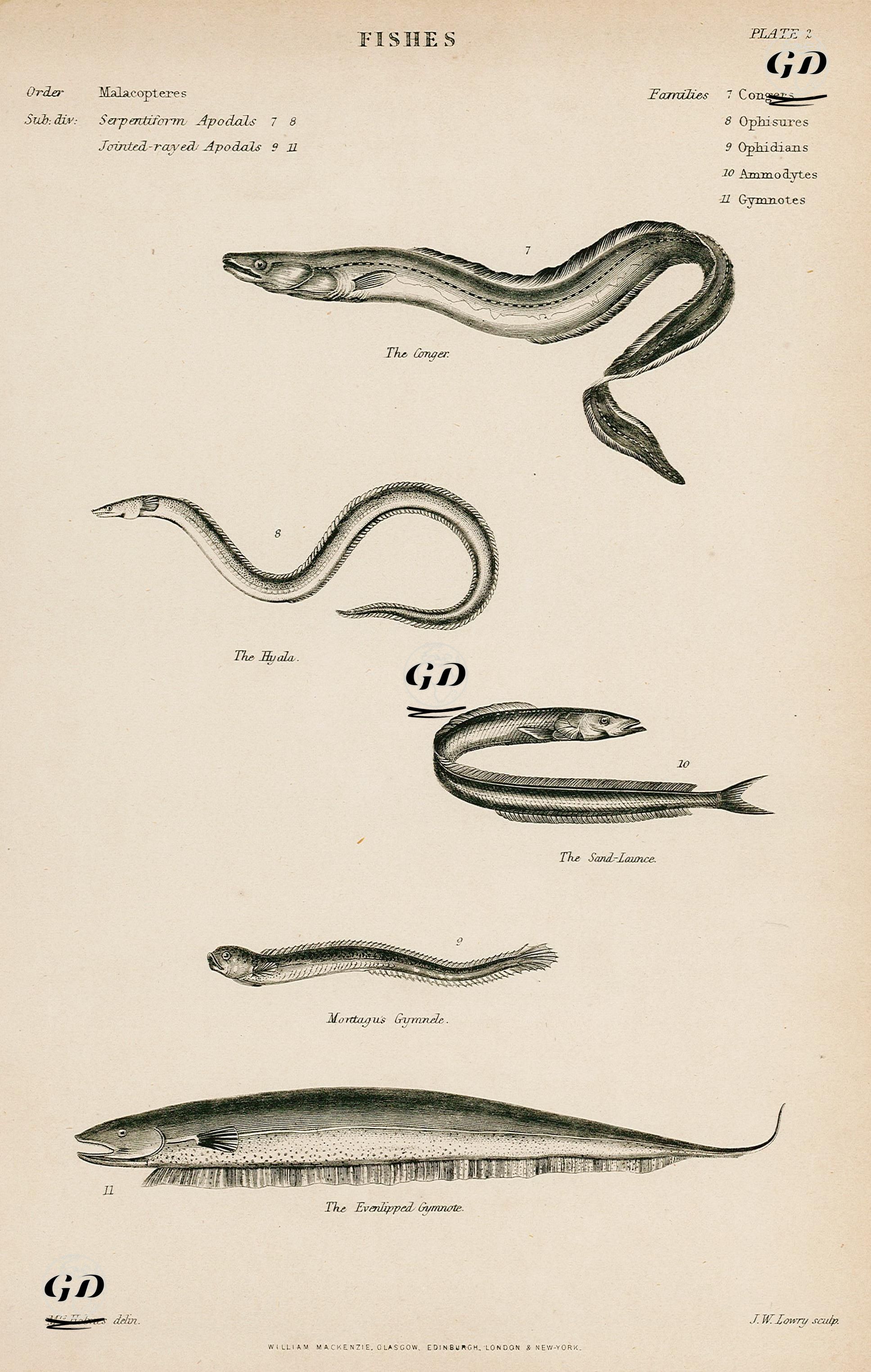 Balıklar-Mığrıbalığı, Hyala, Kumbalığıgiller, Montagus Gymnele,Evenlipped Gymnote - Holmes - 1850's