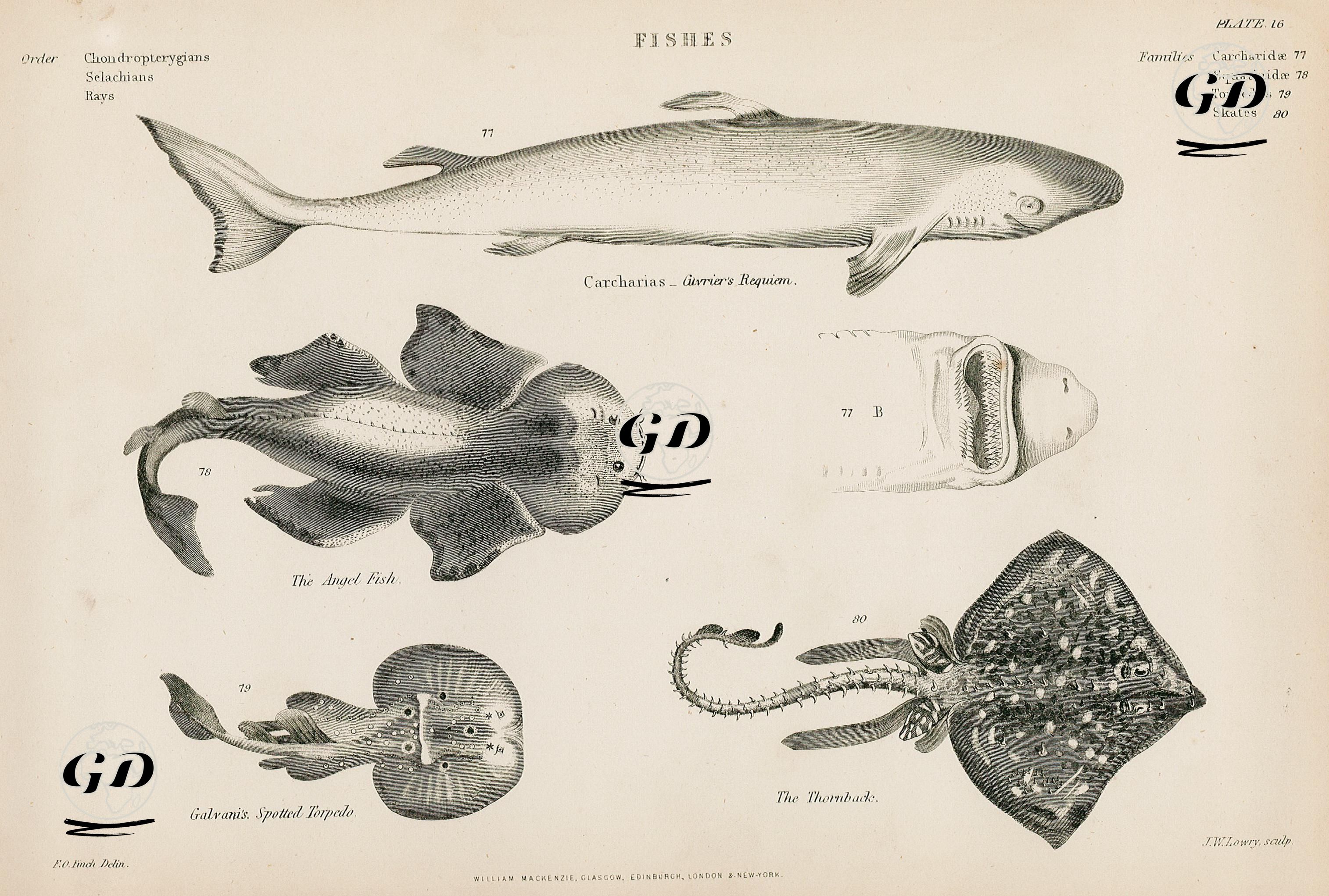 Fishes-Carcharias Guvrier's Requien, The Angel Fish, Galvanis Spotted Torpedo, The Thornback - F.O.Finch - 1850's