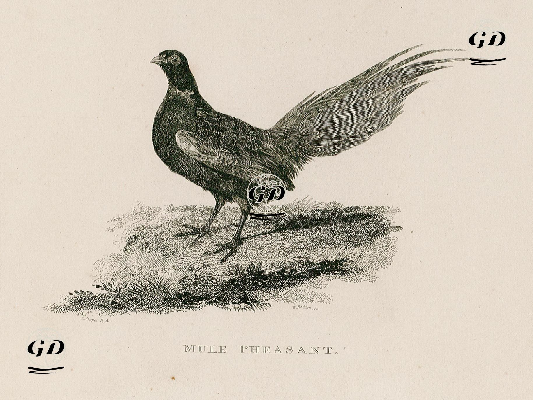 Mule Pheasant - Abraham Cooper (1787-1868) - 1834