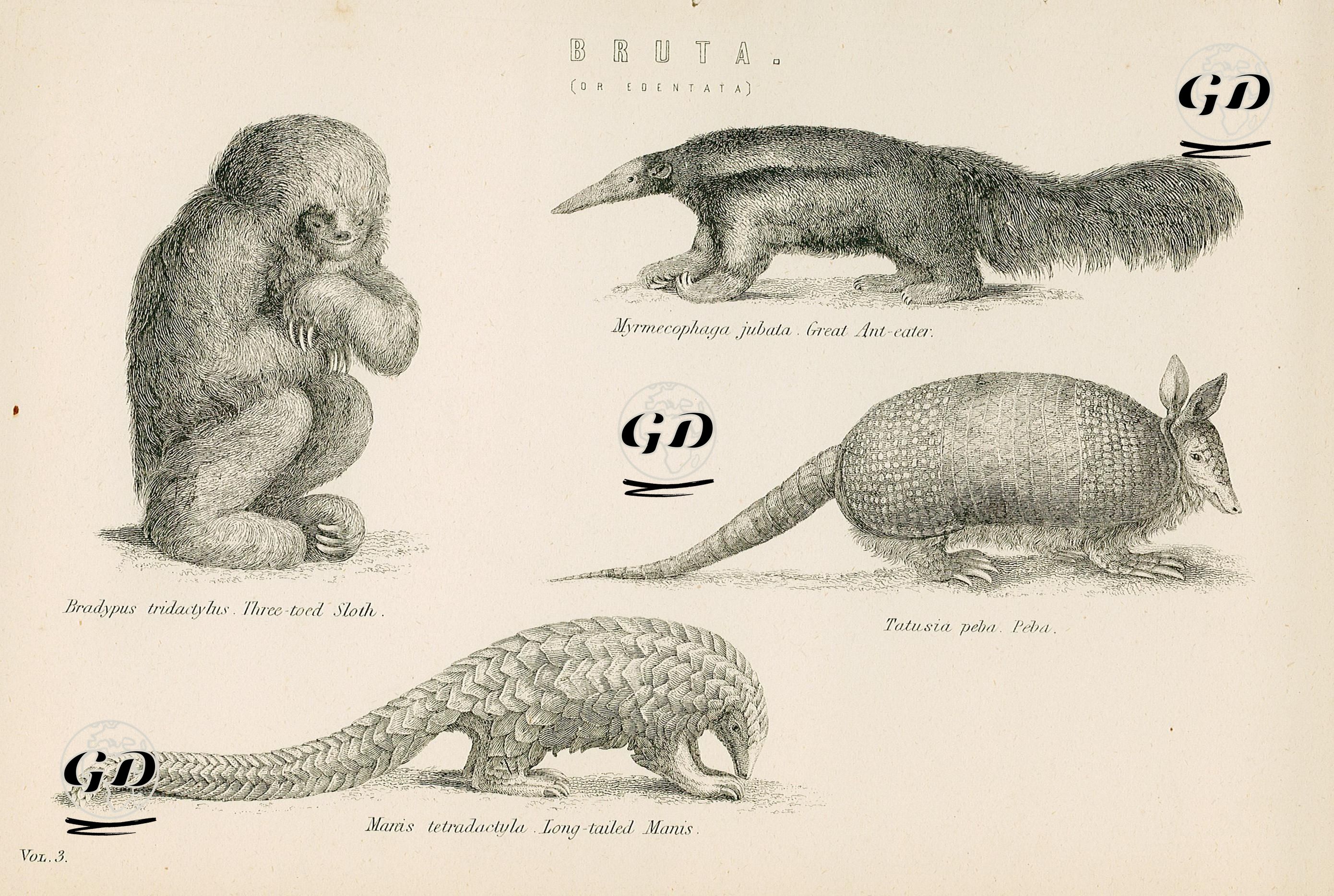 Dişsizler-Üç Parmaklı Tembel Hayvan, Karıncayiyen, Dokuz Bantlı Armodilla, Uzun Kuyruklu ve Beş Parmaklı 
Pangolin -  - 1880