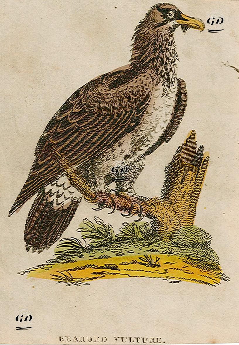 Bearded Vulture -  - 1870's