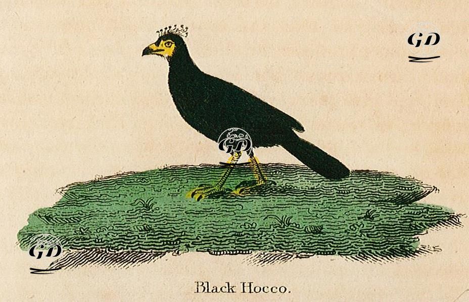 Siyah Curassow Kuşu -  - 1870's