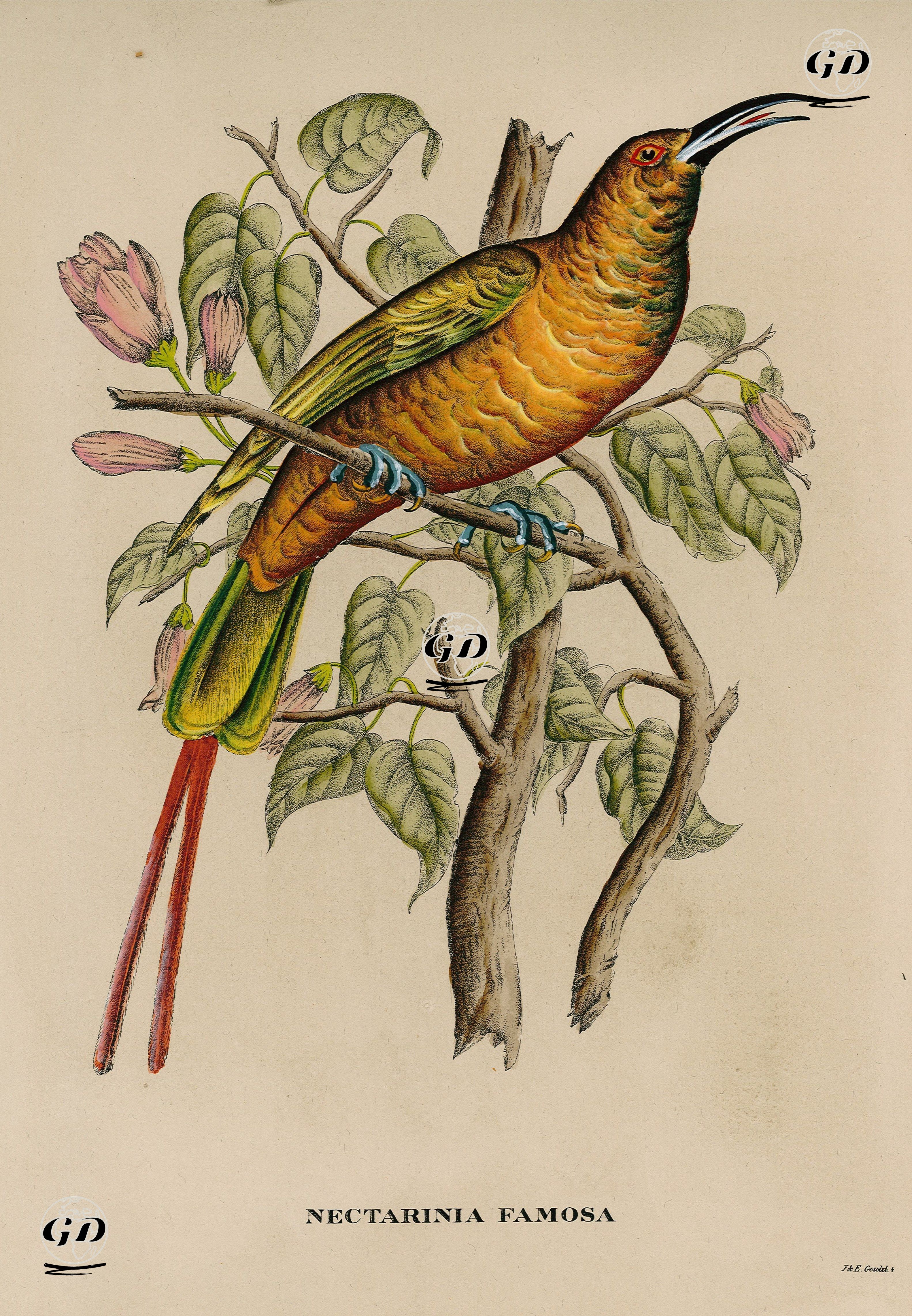 Nektar Kuşu - John Gould (1804-1881)-Elizabeth Gould(1804-1841) - 1830's-1840's