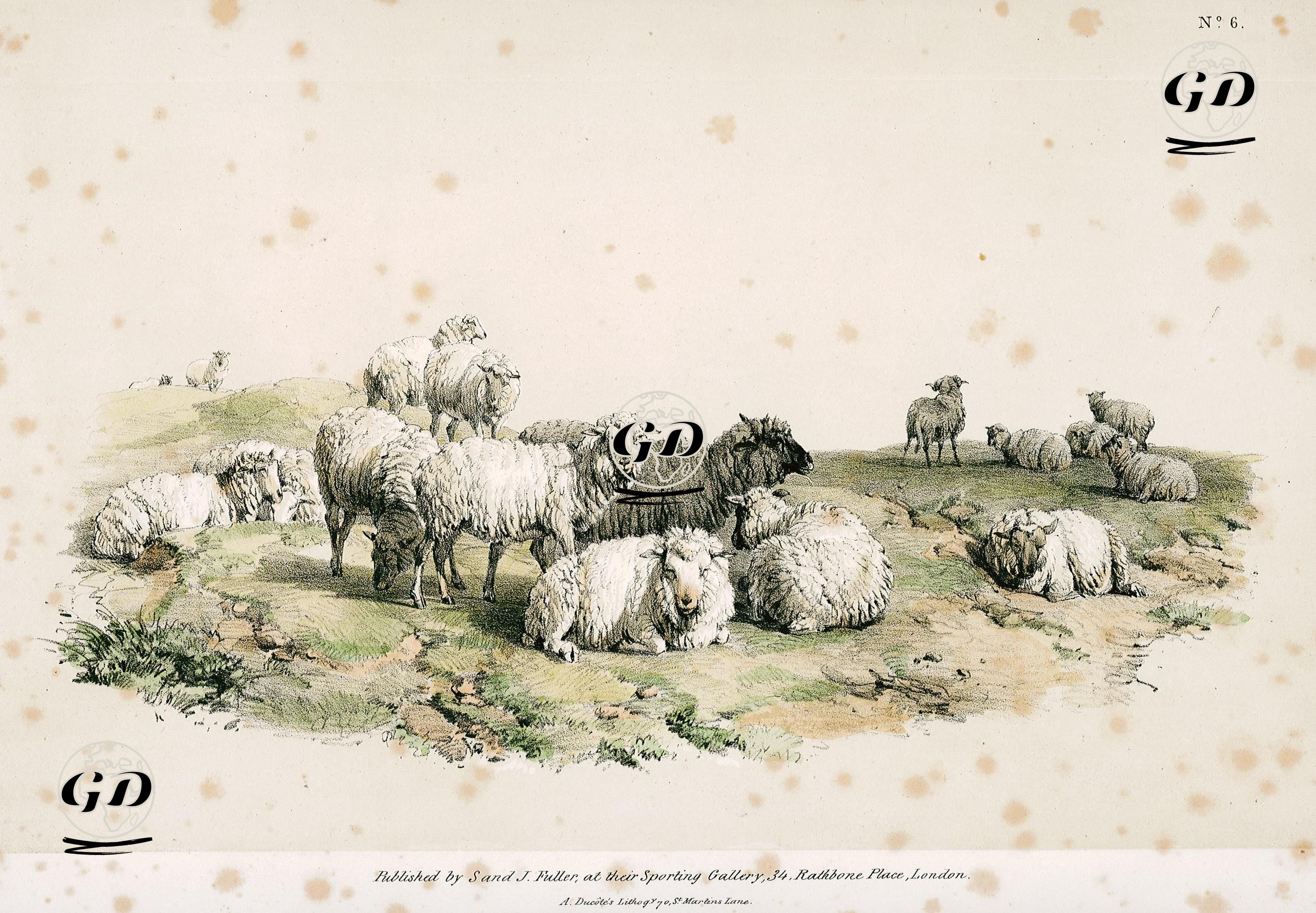 Koyunlar -  - 1830's-1840's
