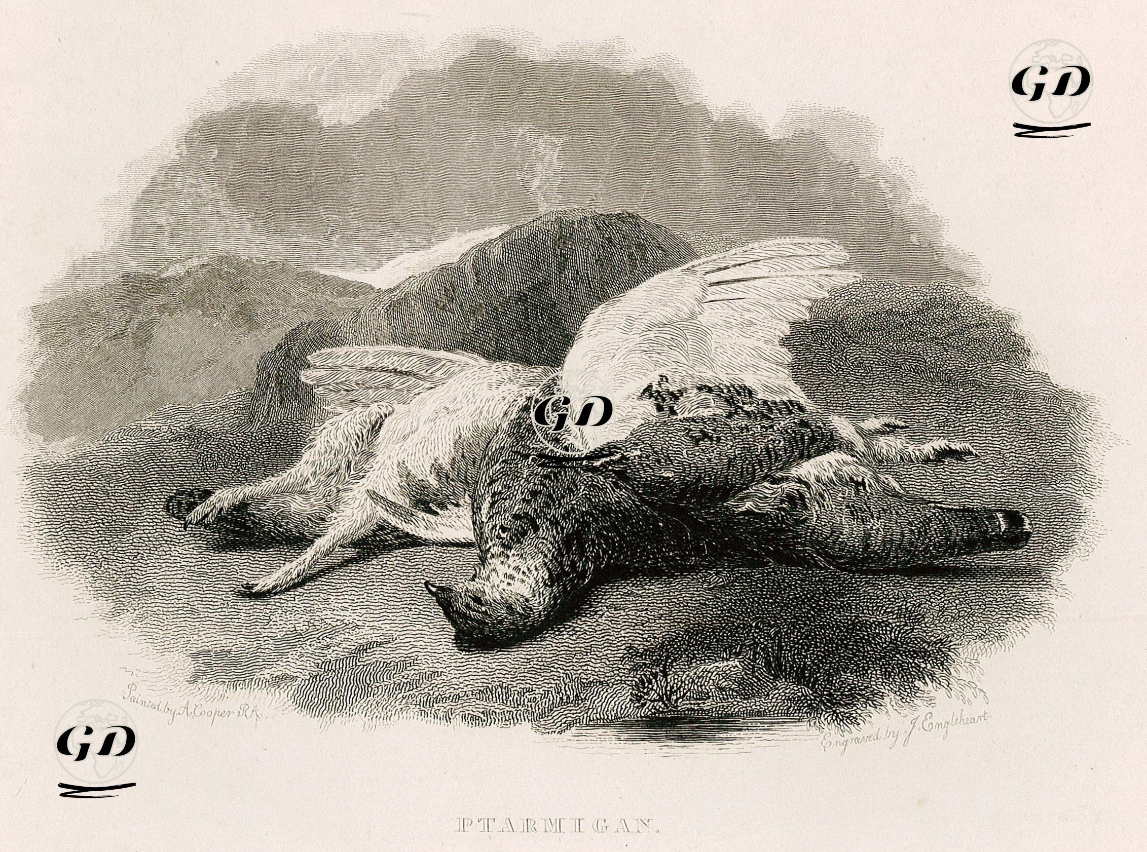 Kar Tavuğu - Abraham Cooper (1787-1868) - 1834