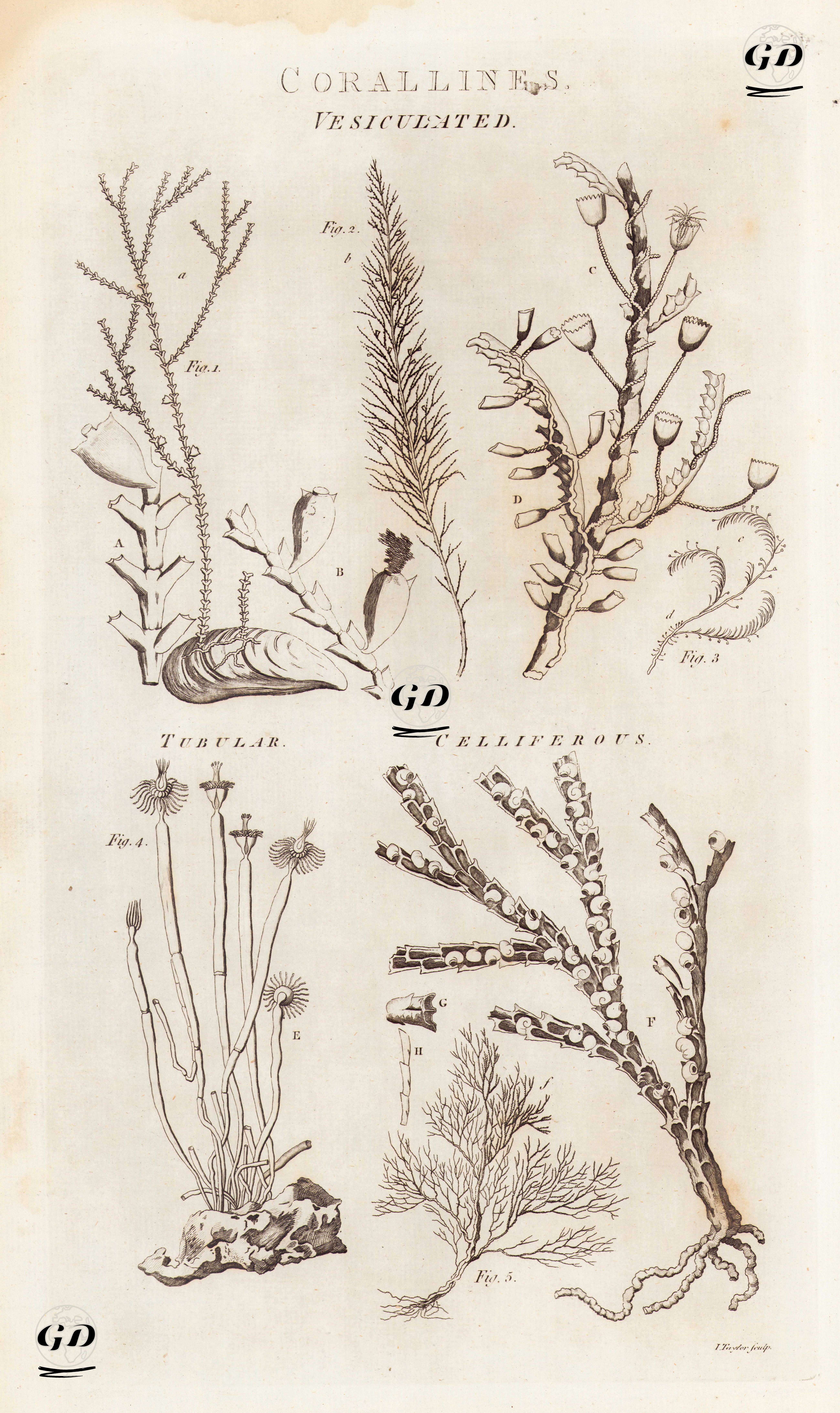 Mercanlar-Kabarcıklı, Borulu, Hücreli -  - 1788
