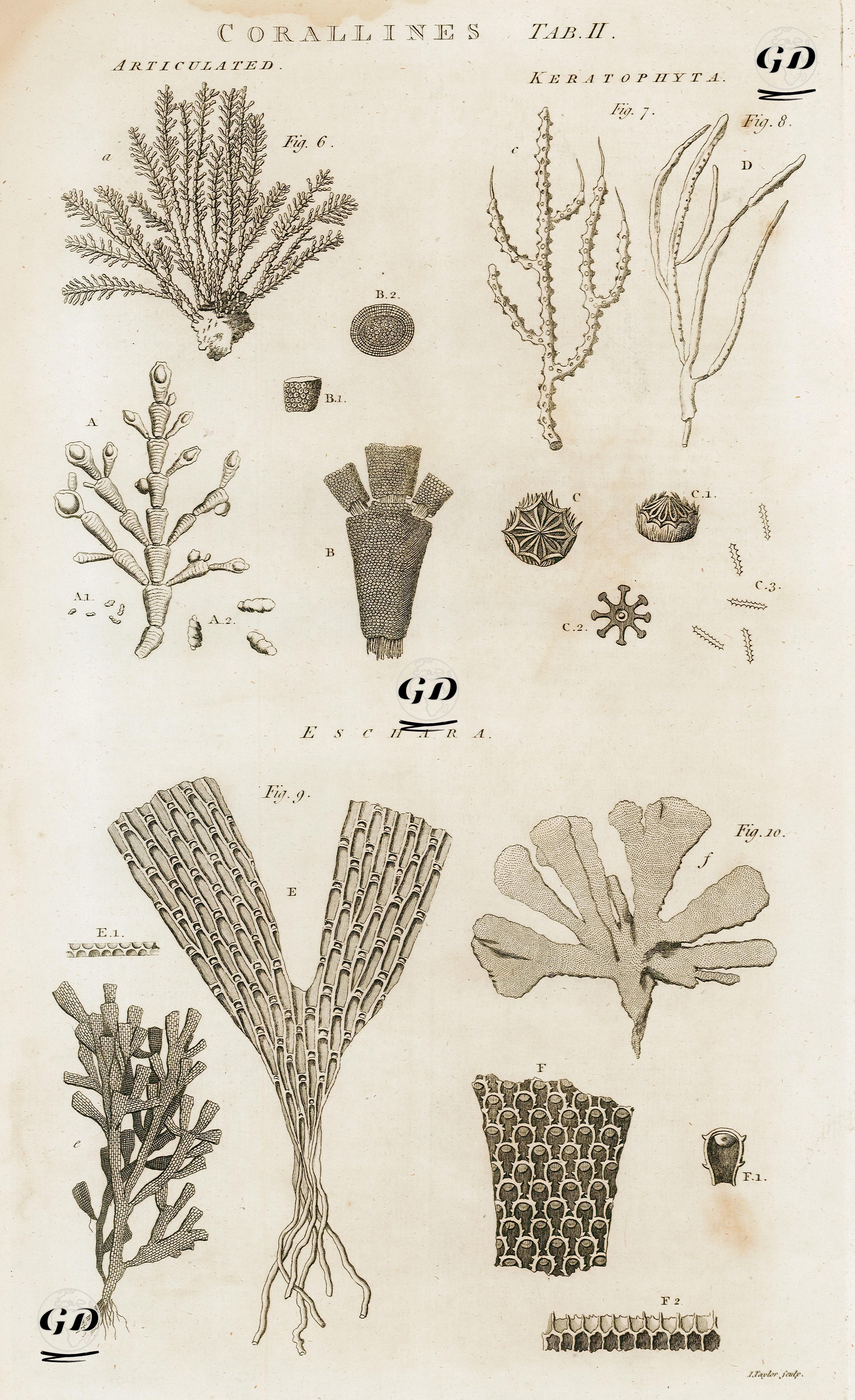 Mercanlar-Boğumlu, Keratophyta, Eschara -  - 1788