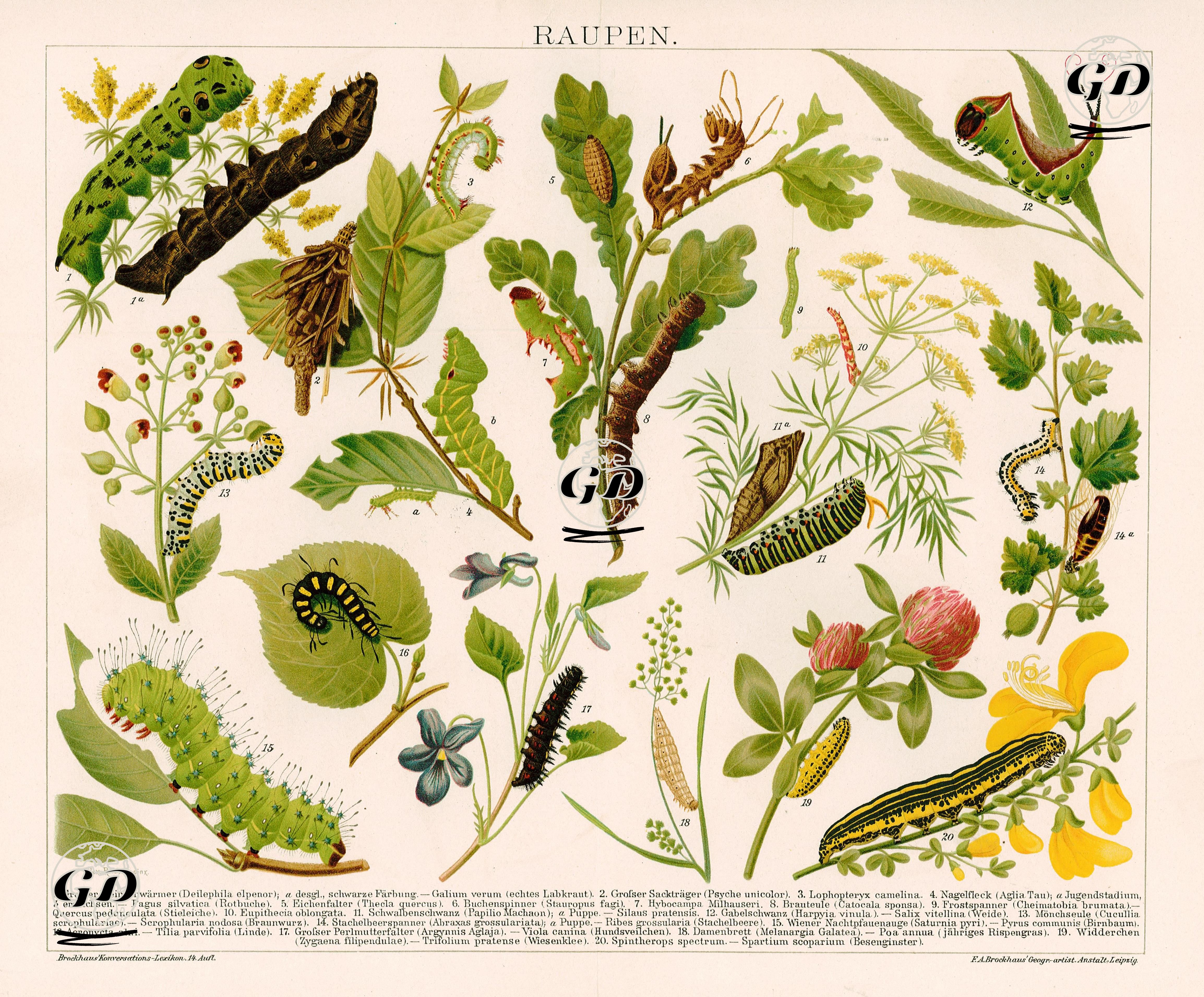 Raupen -  - 1898