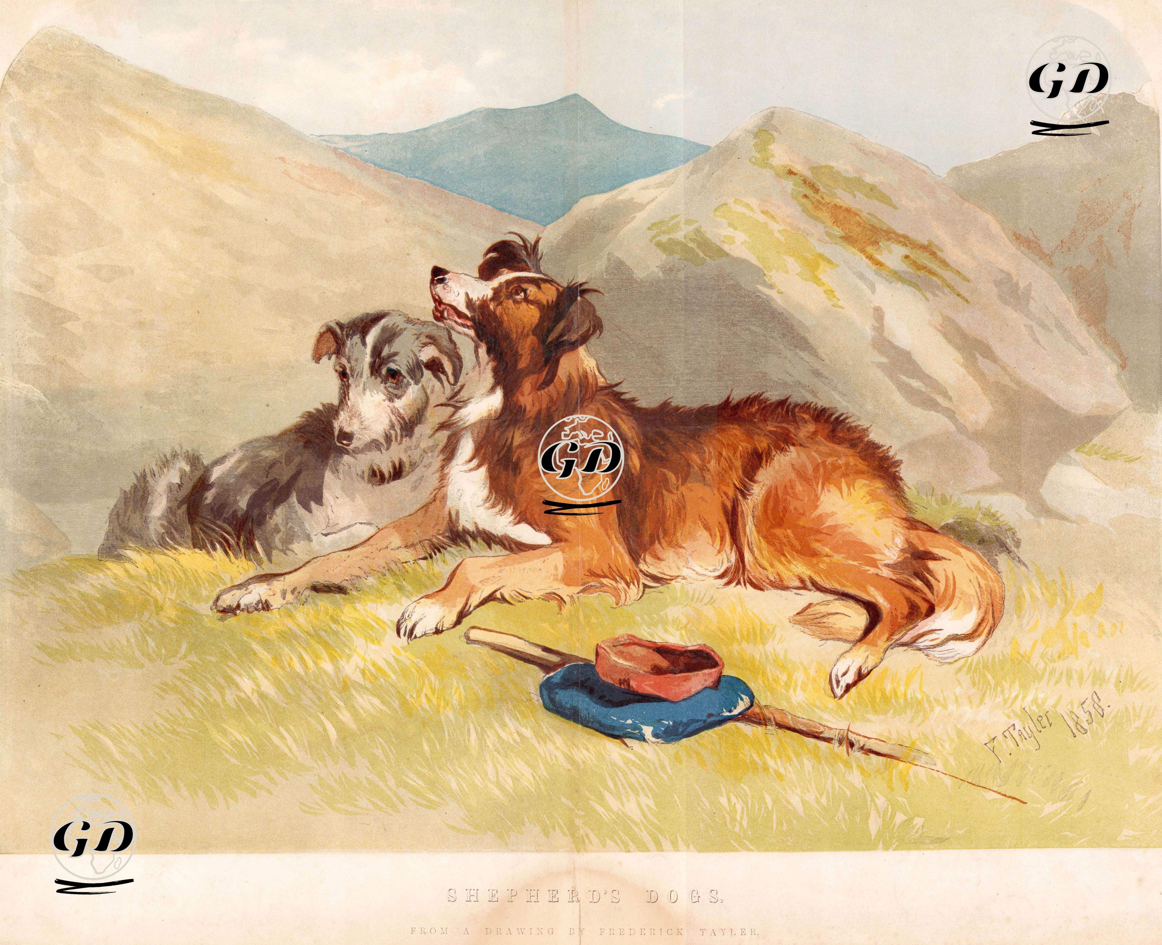 Shepherd's Dogs - John Frederick Tayler (1802-1889) - 1859