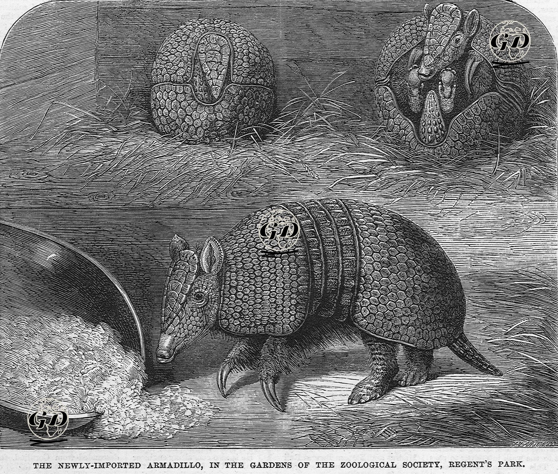 Armadillo -  - 1865
