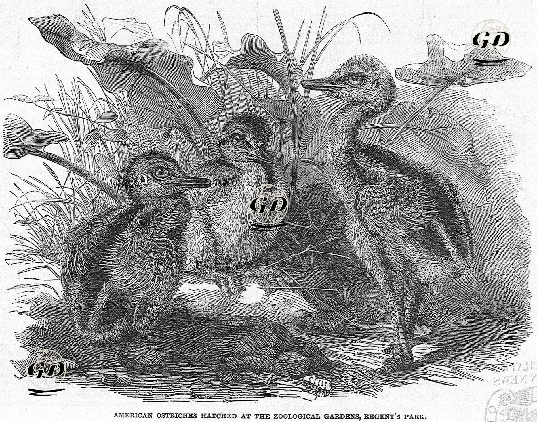 Amerikan Devekuşu Civcivleri -  - 1853