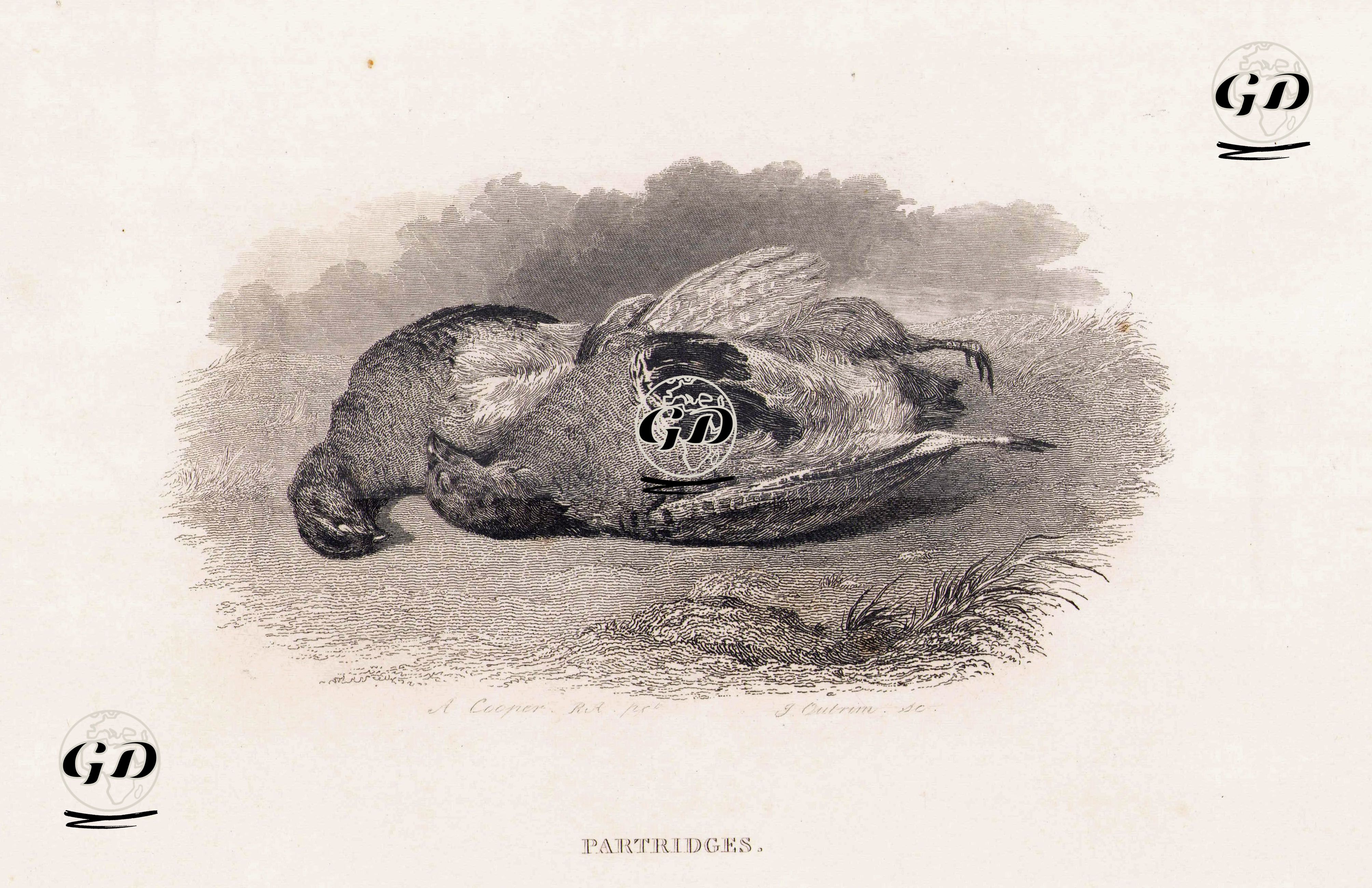 Keklikler - Abraham Cooper (1787-1868) - 1834