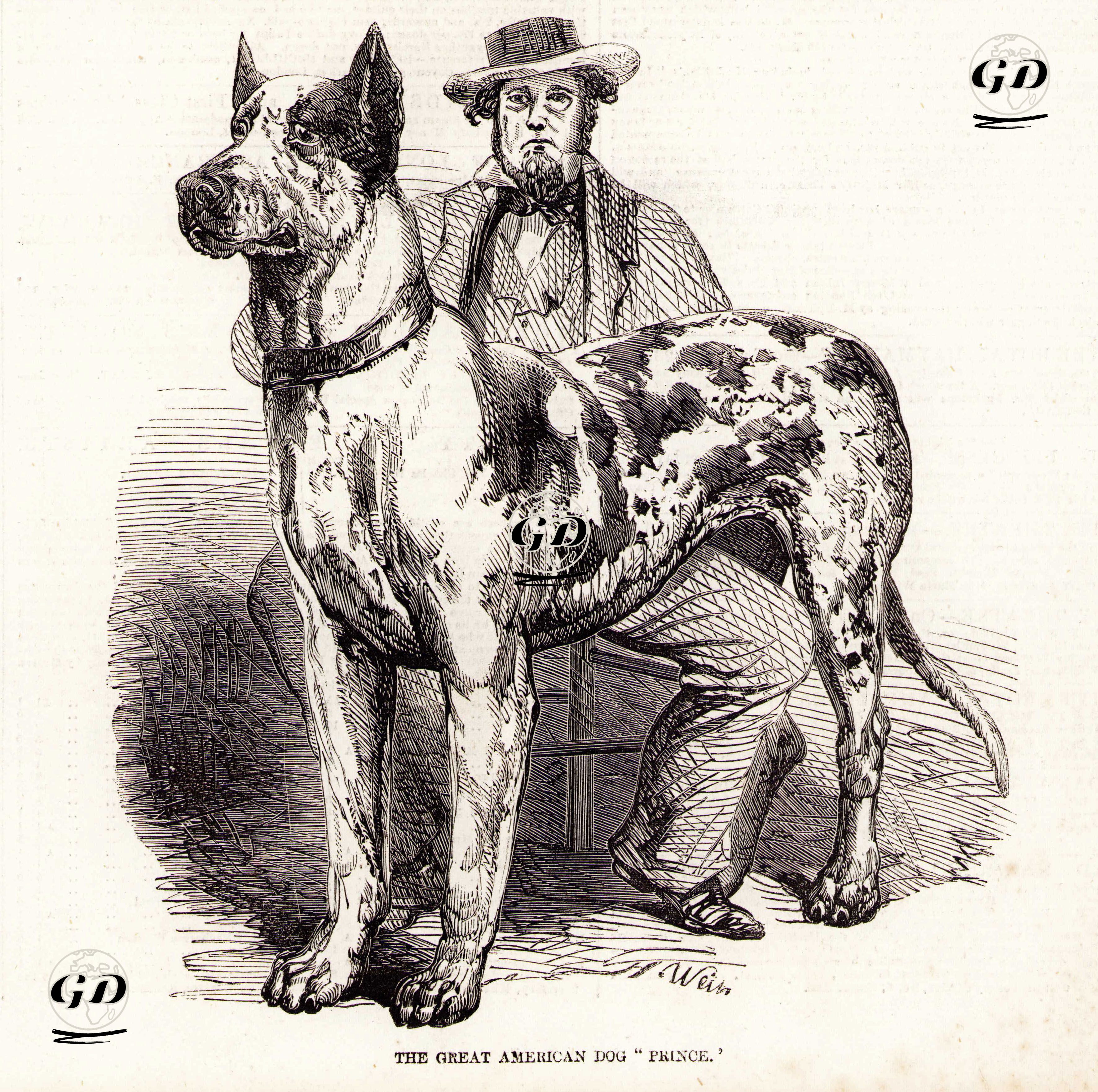 Büyük Amerikan Köpeği "Prens" -  - 1857