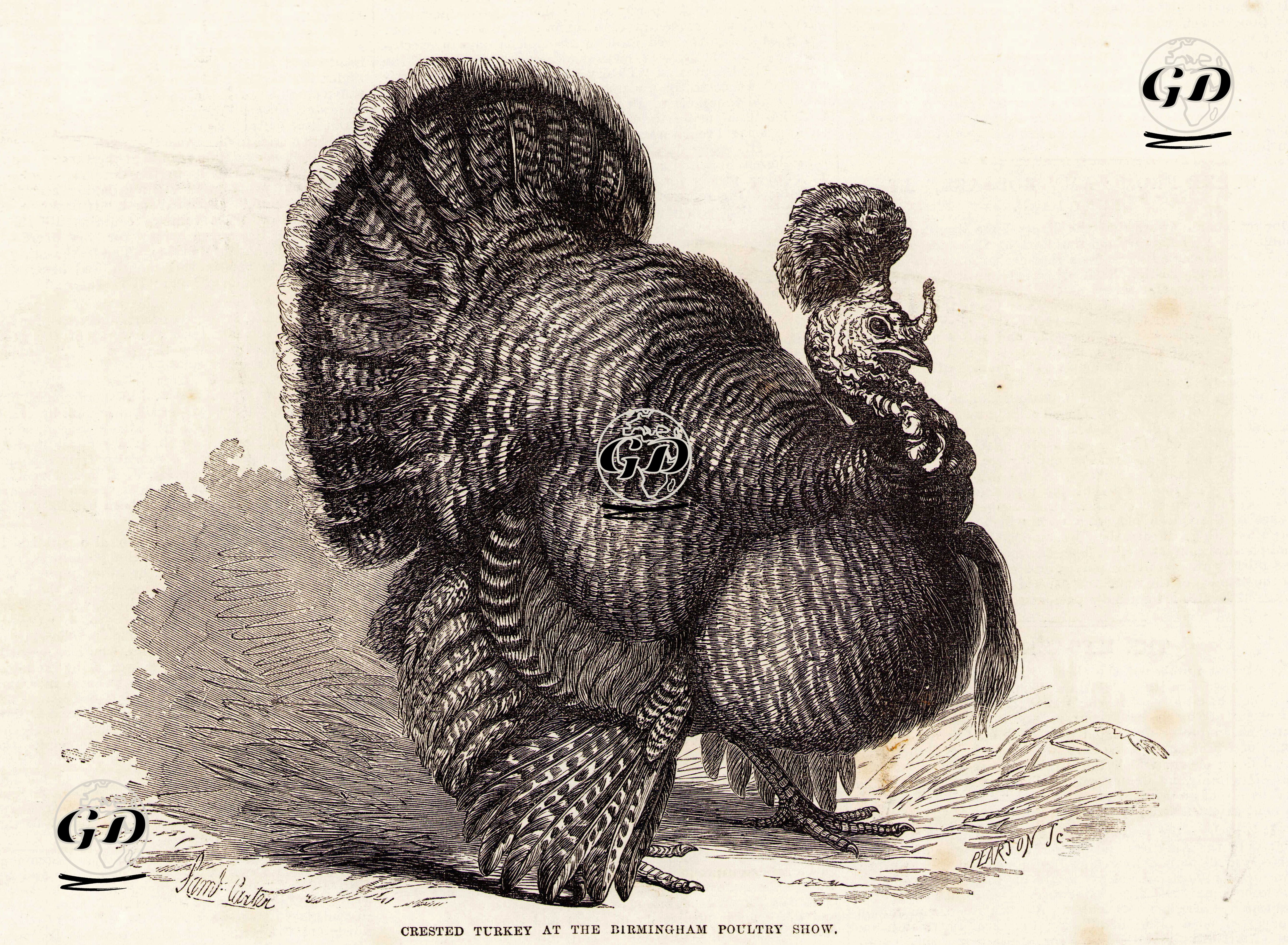 Tepeli Hindi  -  - 1870