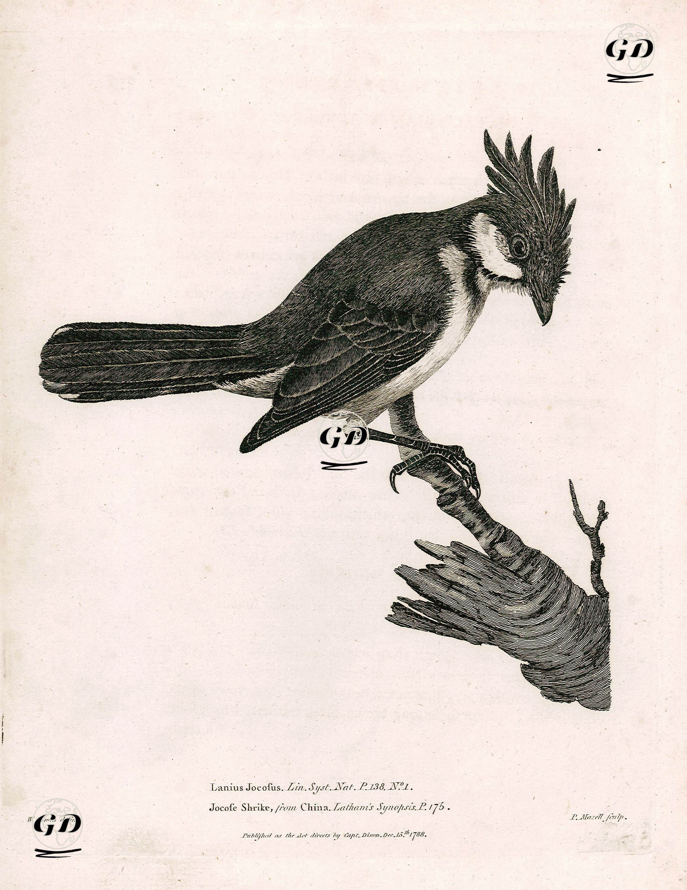 Tepeli Arap Bülbülü - William Lewin (1747–1795) - 1788